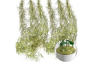 SEEKO Succulent Spanish Moss - Artificial Hanging Vines