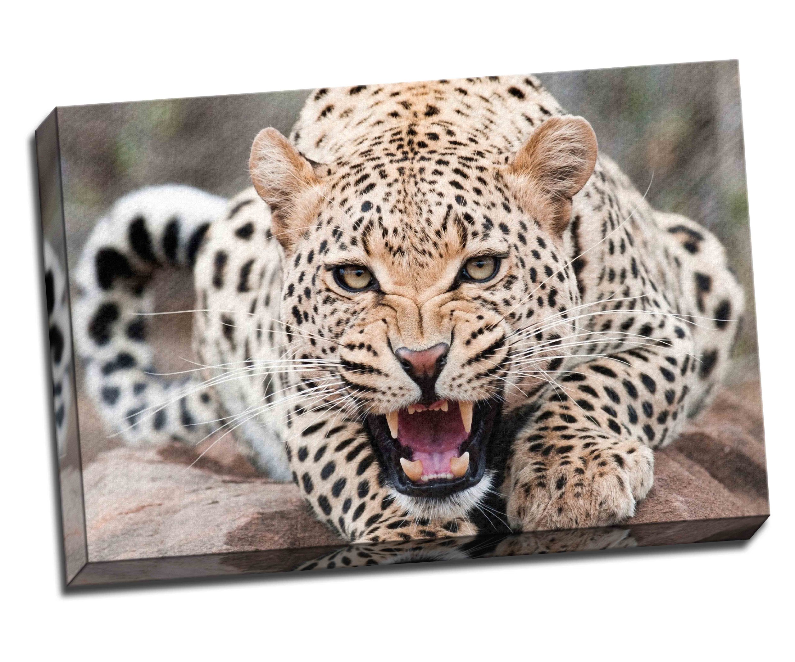 Amazon.com: Panther Print Angry Leopard Wide Canvas Art Print