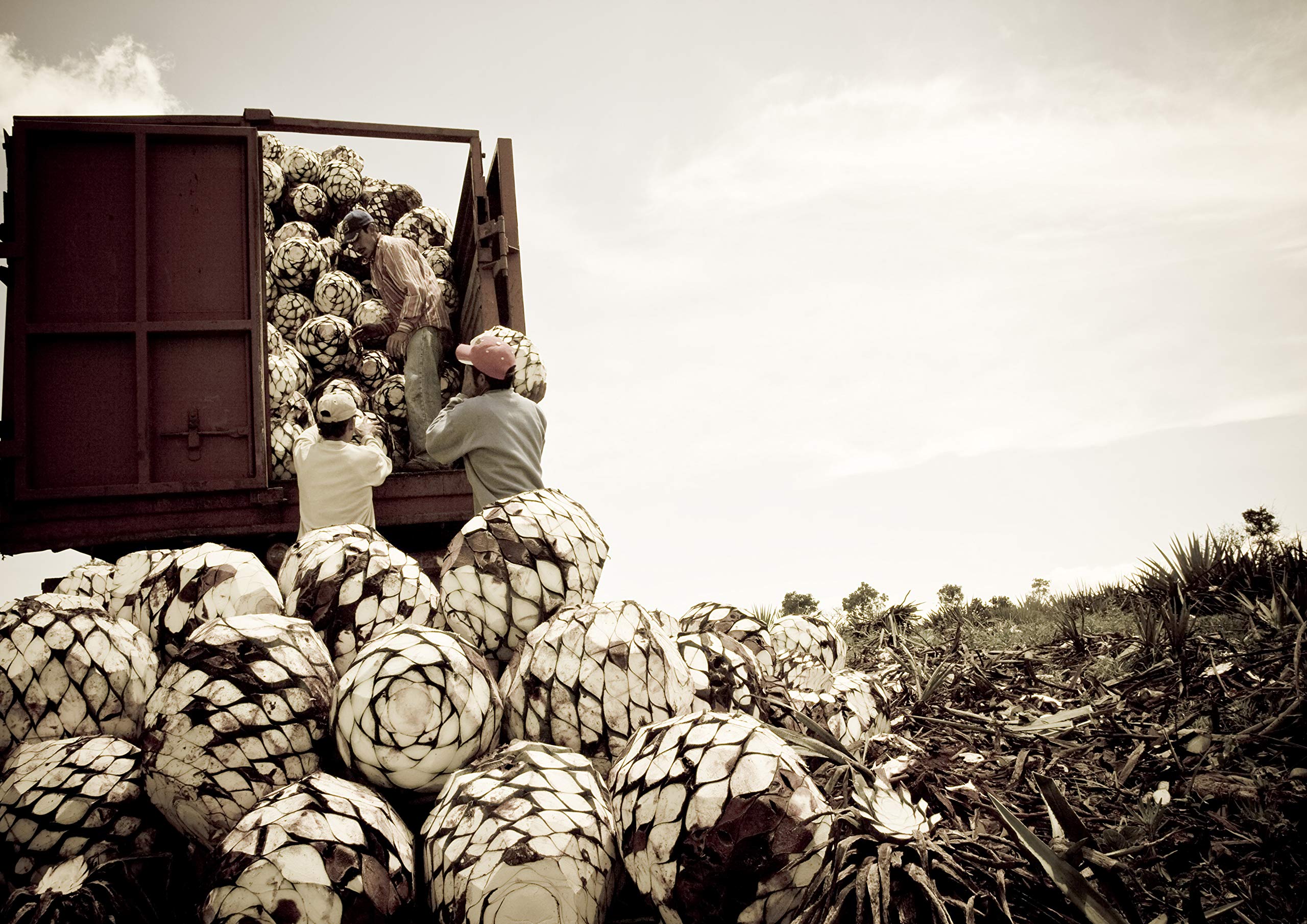 Tequila Ocho REPOSADO Single Estate EL VERGEL 100% Puro de Agave 40% Volume 0,5l Tequila