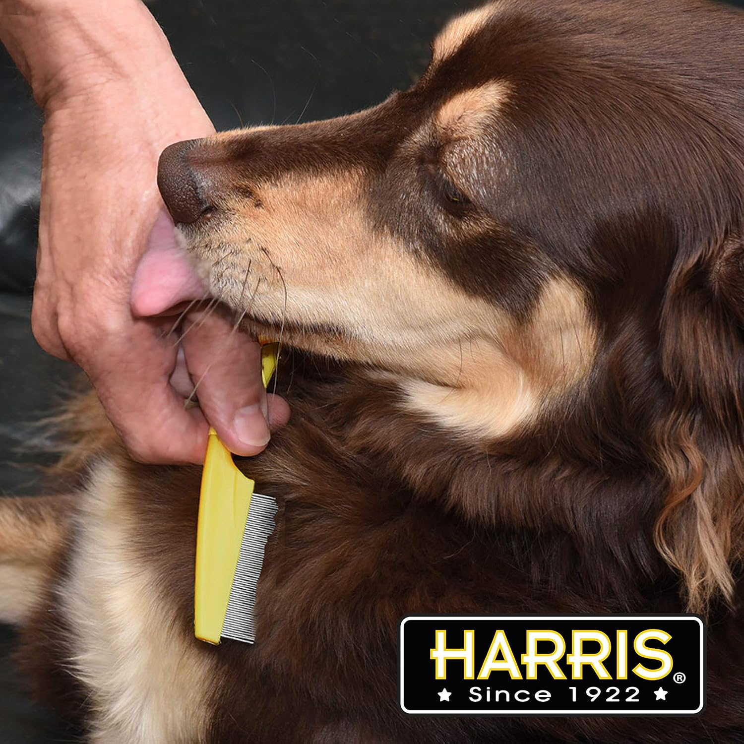 Harris Flea Comb- Flea, Nit and Lice Removal for Cats and Dogs