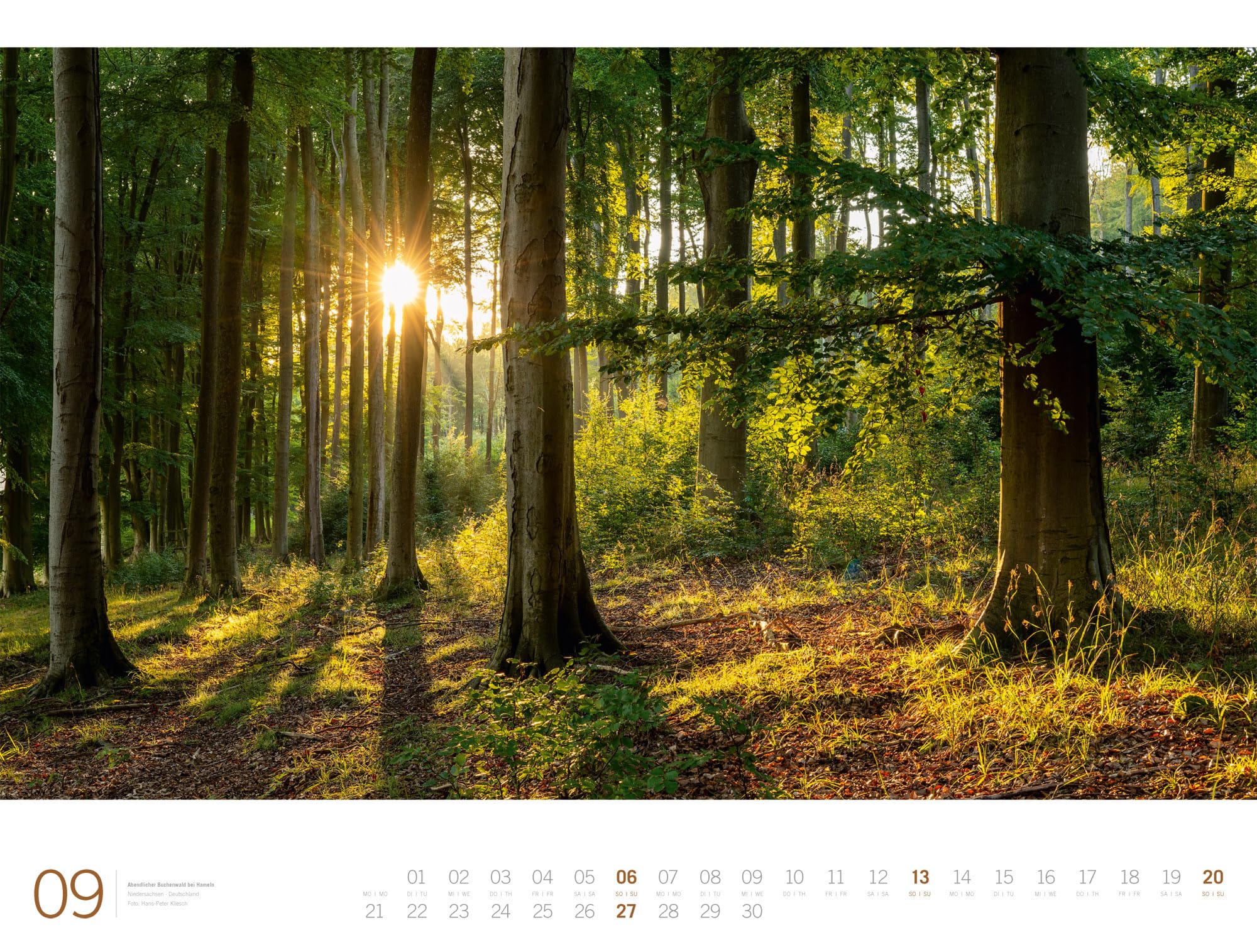 Wald Gallery Kalender 2026 | Geschmackvoller Natur-Kalender im großen Querformat (66x50 cm) | Wälder und Bäume im Großformat