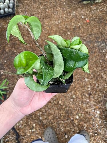 Miniatura 3 de BubbleBlooms Hoya carnosa compacta planta de cuerda hindú, arranque en maceta de 2 pulgadas, Krinkle Kurl, flor de porcelana, planta de cera