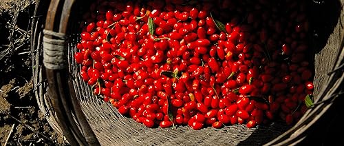 Miniatura 6 de Wholeberry gouqi de goji orgánicas, bayas de lobo 16oz  Crudas, veganas, sin gluten, superalimento alto en proteína vegetal, fibra dietética,
