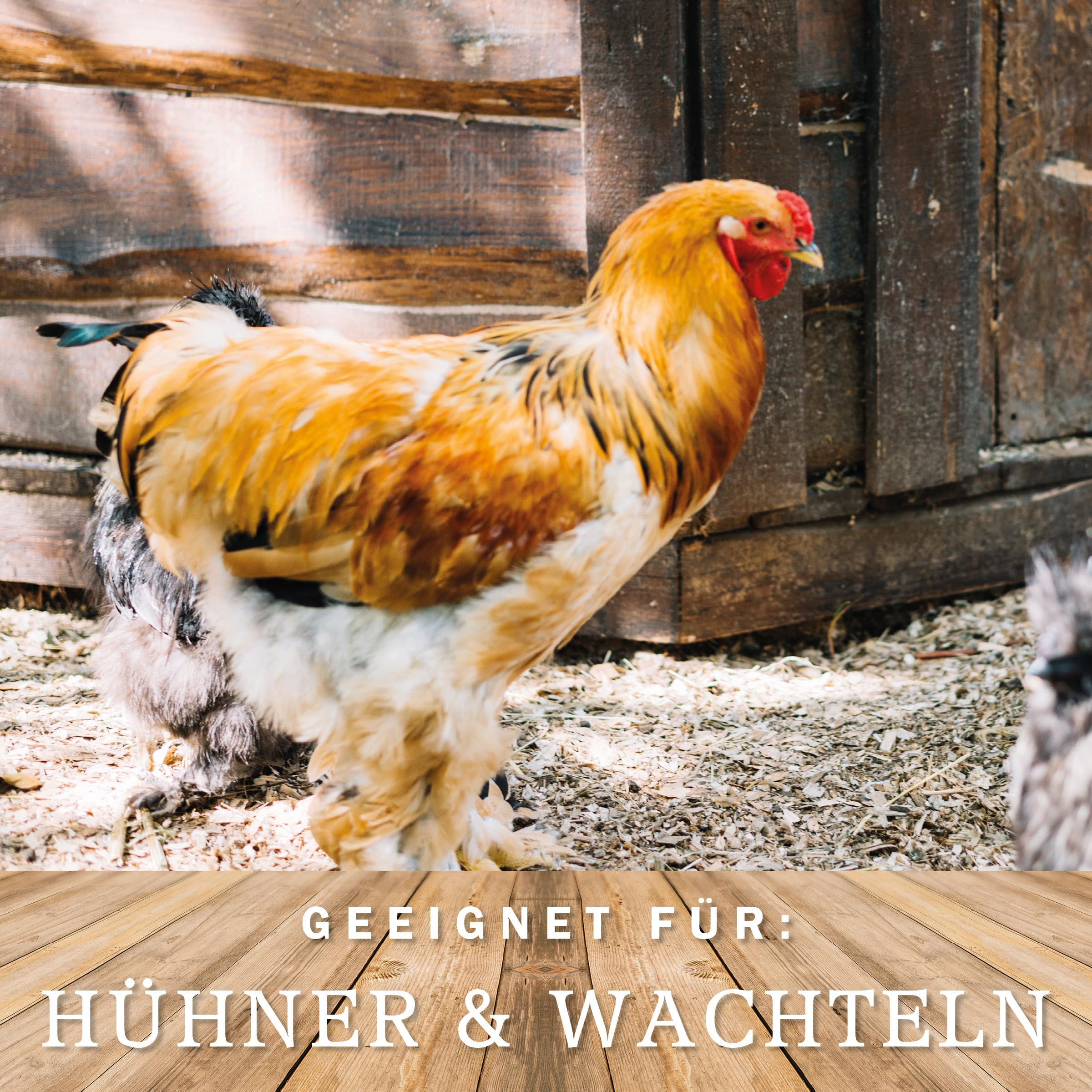MeineHennen Hühnertränke 12L Doppelmantel - Frostfeste & UV-beständige Geflügeltränke von Oben befüllbar -Bruchfester Kunststoff für Hühner & Wachteln - Wassertränke mit Bajonettverschluss - Grün
