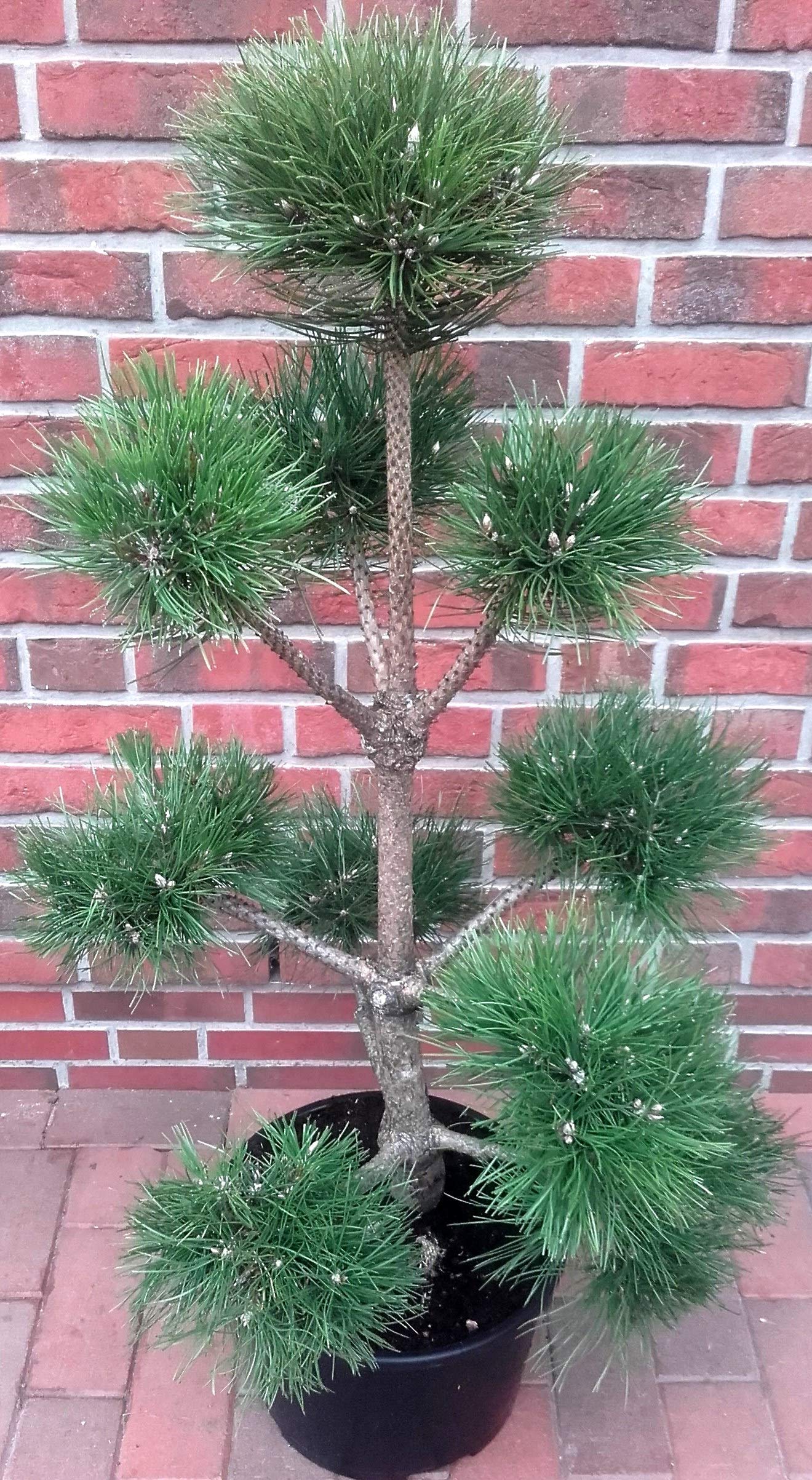 bonsai leer Olivetree Olea Europaea bonsai XXL