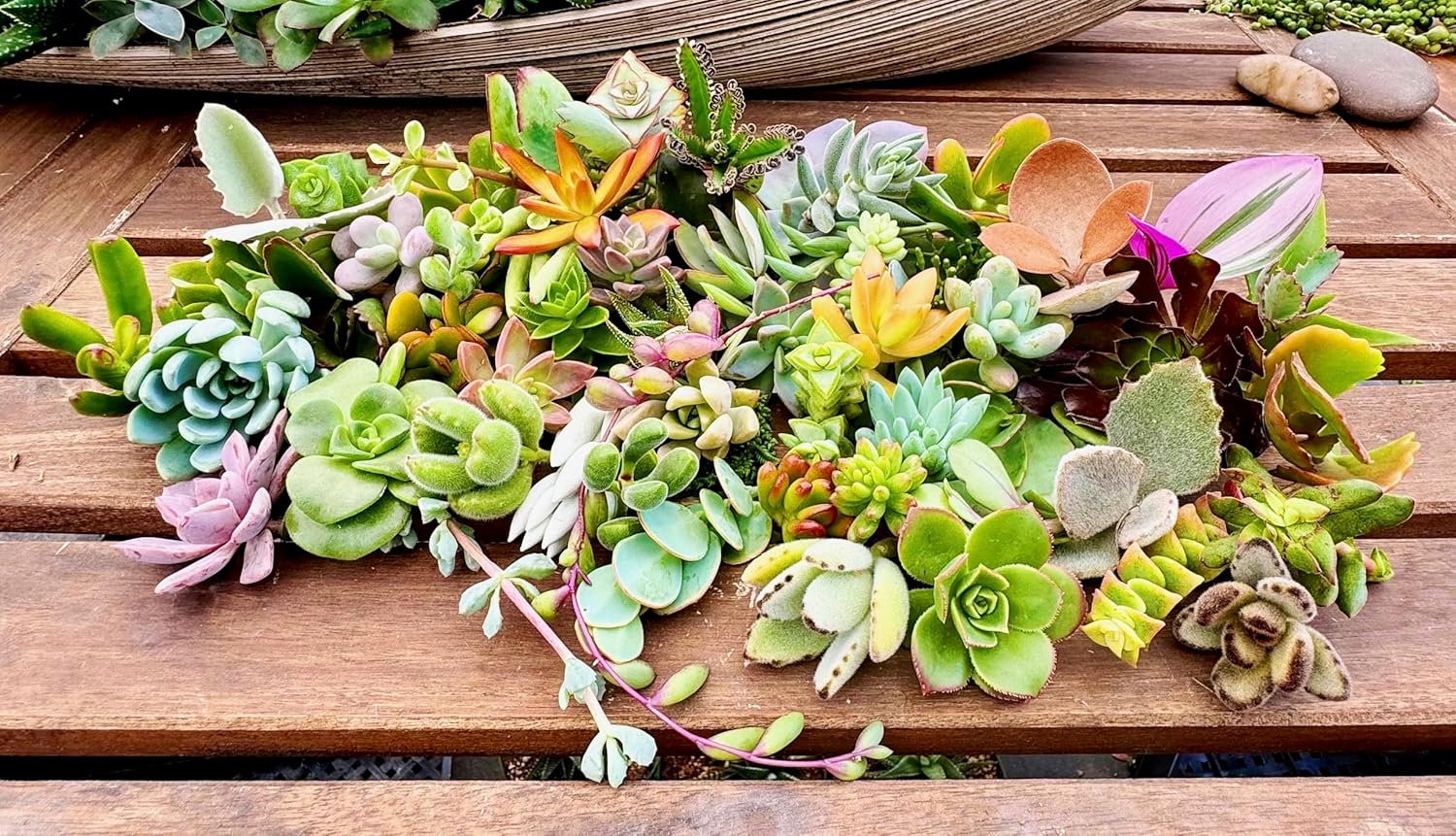 25 Assorted Live Succulent Cuttings, No 2 Succulents Alike, Great for Terrariums, Mini Gardens, and as Starter Plants. Live Succulents Plants for DIY Projects and Home Decor (25, Small)