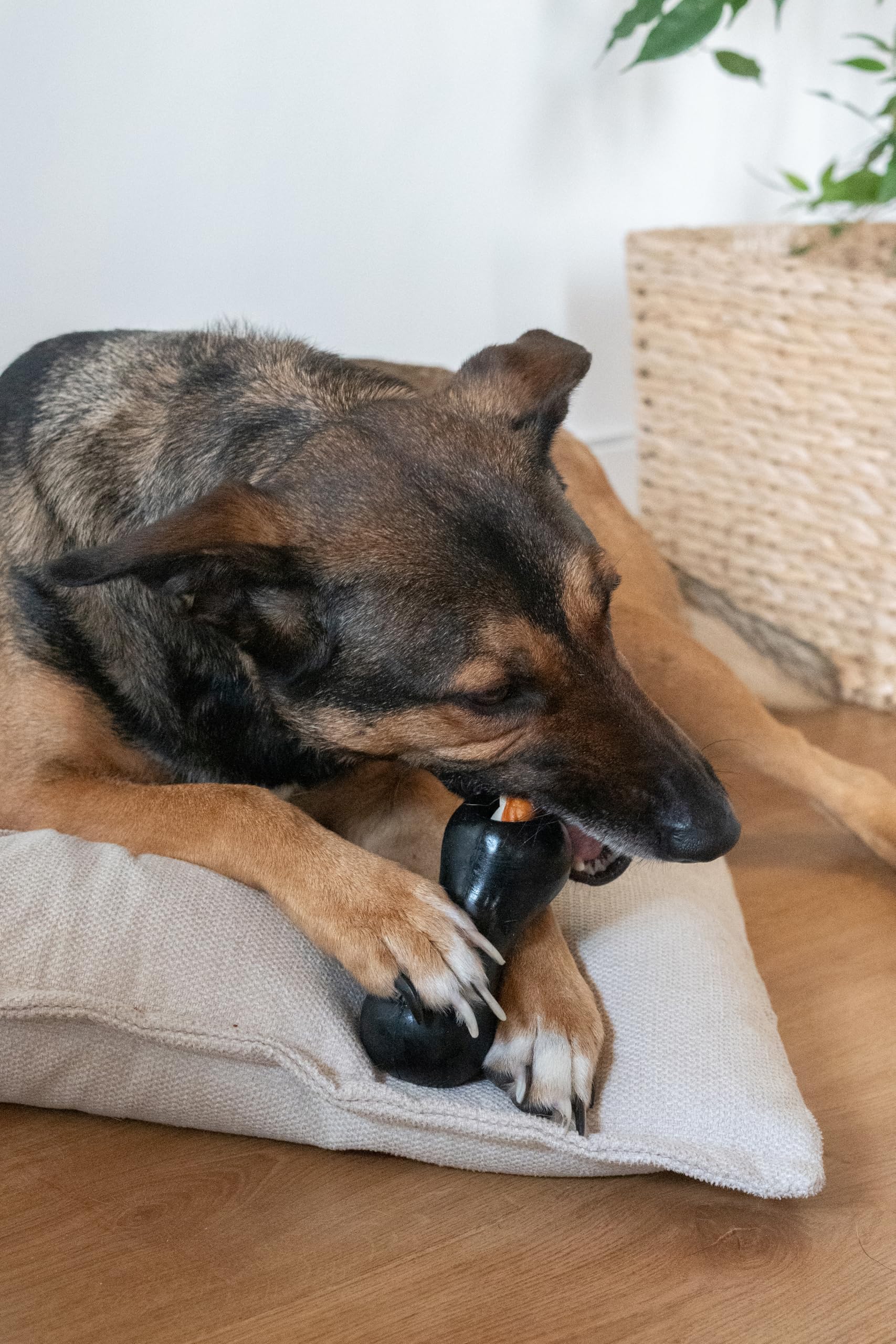 Zeus Chewchasers duża zabawka dla psa w kształcie orzeszków ziemnych, zabawka dozująca smakołyki, czarna, 14 cm