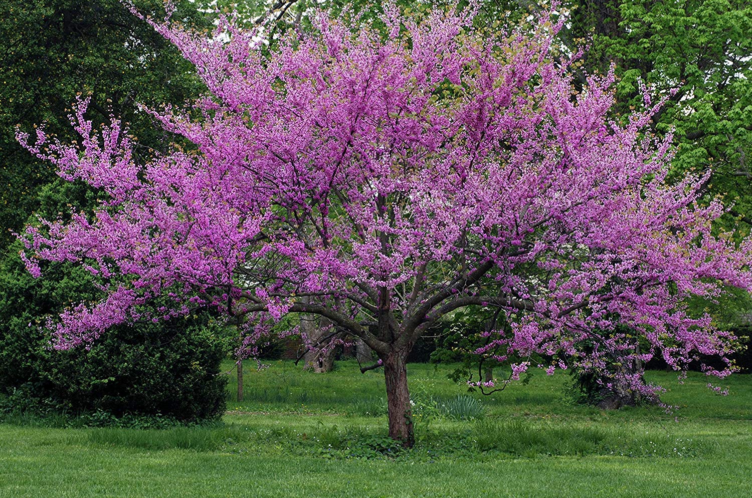 Eastern Redbud - Purple Flowering Tree - Live Plant Shipped 2 Feet Tall by DAS Farms