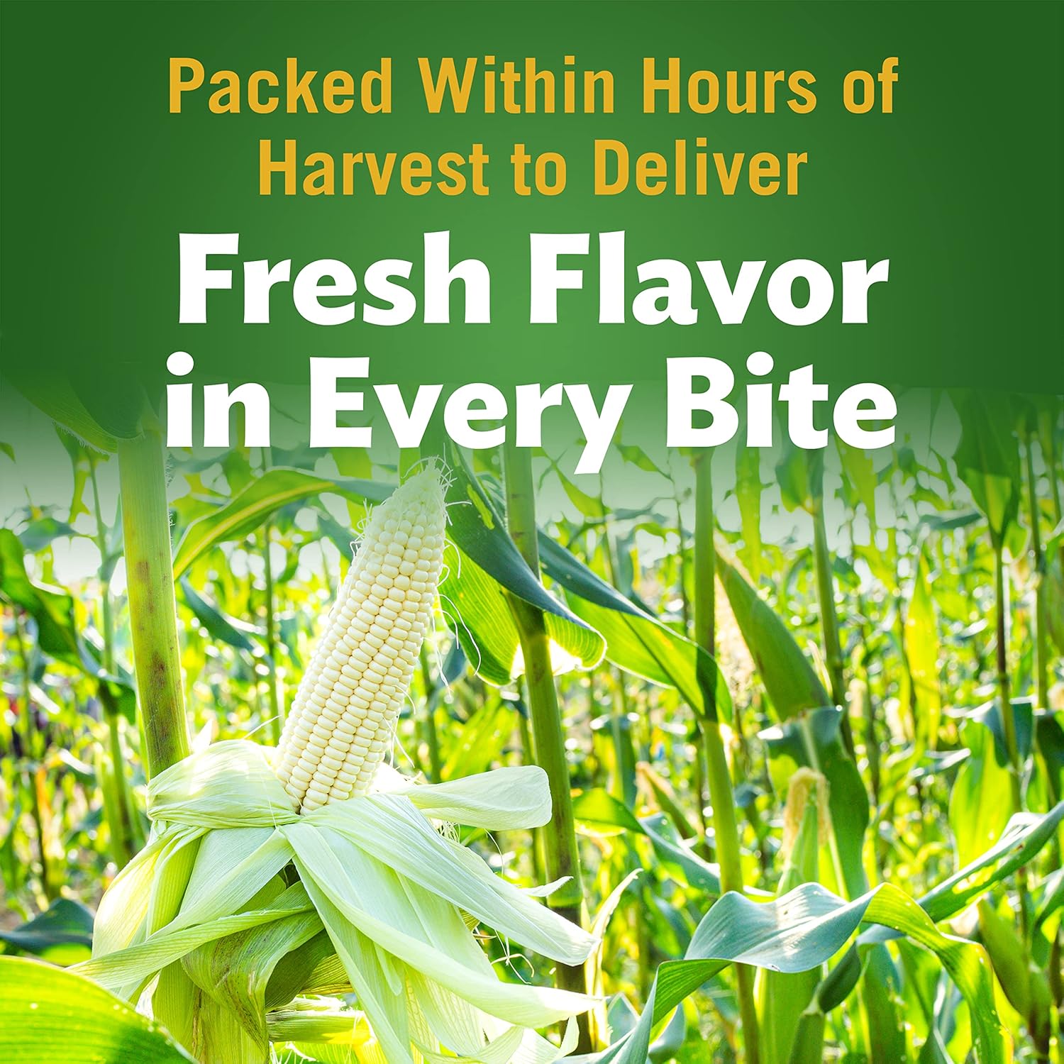 DEL MONTE FRESH CUT HARVEST SELECTS Sweet White Whole Kernel Corn, Canned Vegetables, 12 Pack, 15.25 oz Can