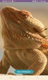 Zoom IMG-1 bearded dragon wallpapers Zoom IMG-1 bearded dragon wallpapers