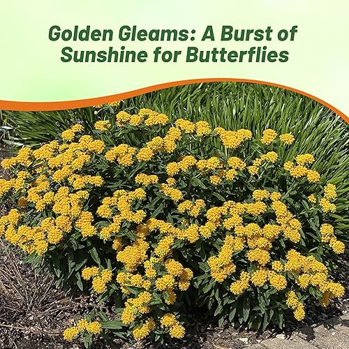 Miniatura 6 de Outsidepride Hello Yellow Milkweed Seeds  100 piezas perennes, tolerantes al calor y a la humedad, semillas de flores silvestres aptas para