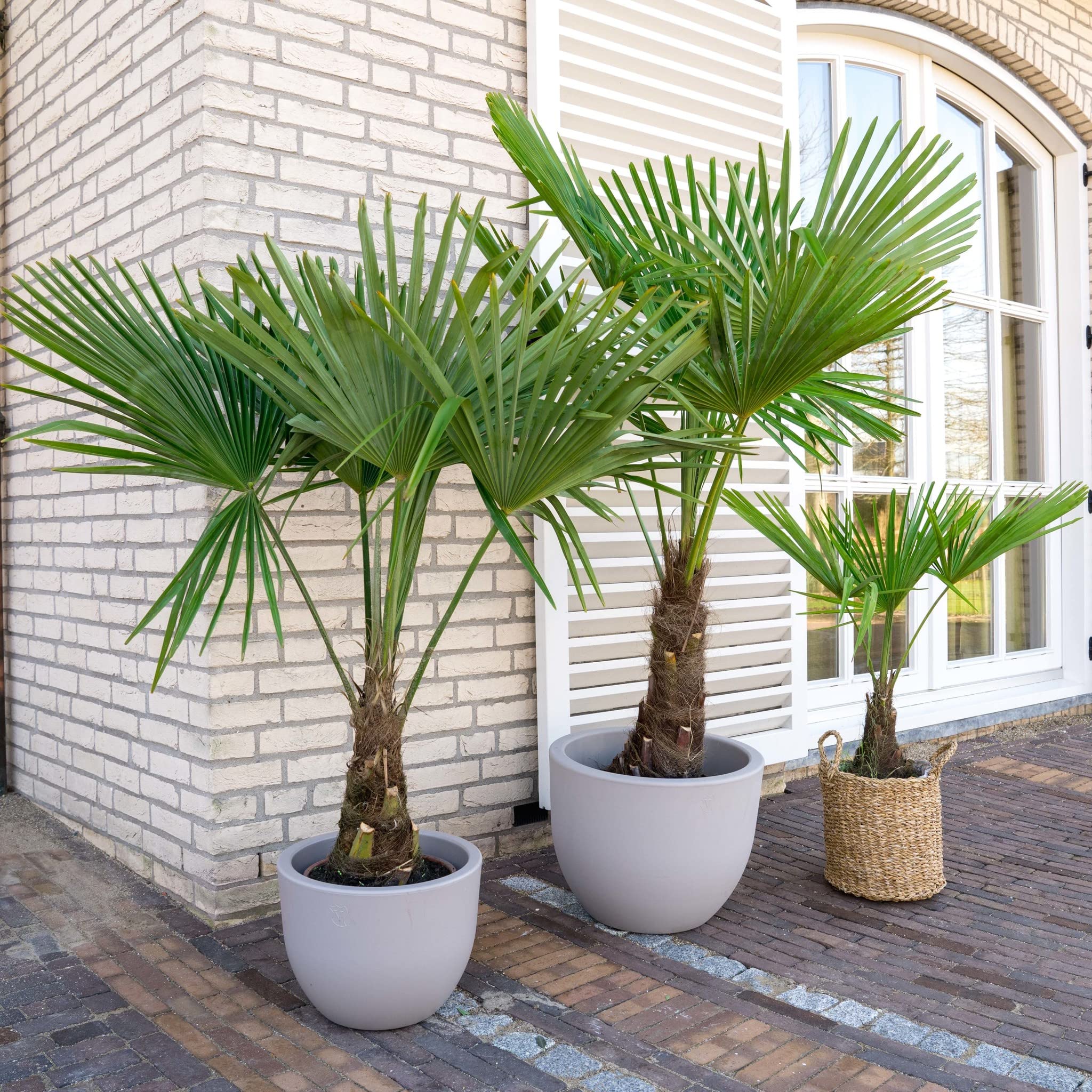 Palma cinese di Chusan "Trachycarpus fortunei" pianta in vaso ø19 cm FOTO REALE Vivaio di Castelletto