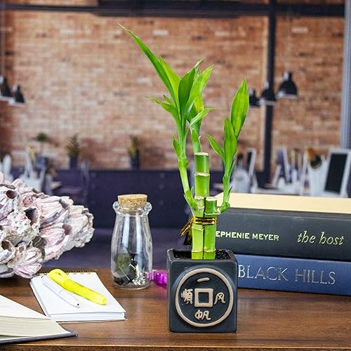 Arreglo de tres tallos de bambú de la suerte viva de 6 pulgadas en maceta china negra, planta de interior para la buena suerte, la fortuna, el Feng