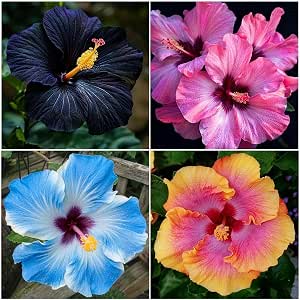105+ Mixed Hibiscus Seeds for Planting - Perennial Flower Blend, Giant Hardy Blooms, Vibrant Summer Garden Backyard Plant, Non-GMO Pollinator Attracting Variety