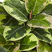 Vista 2 de Nearly Natural Planta de caucho artificial en cilindro brillante (tacto real)