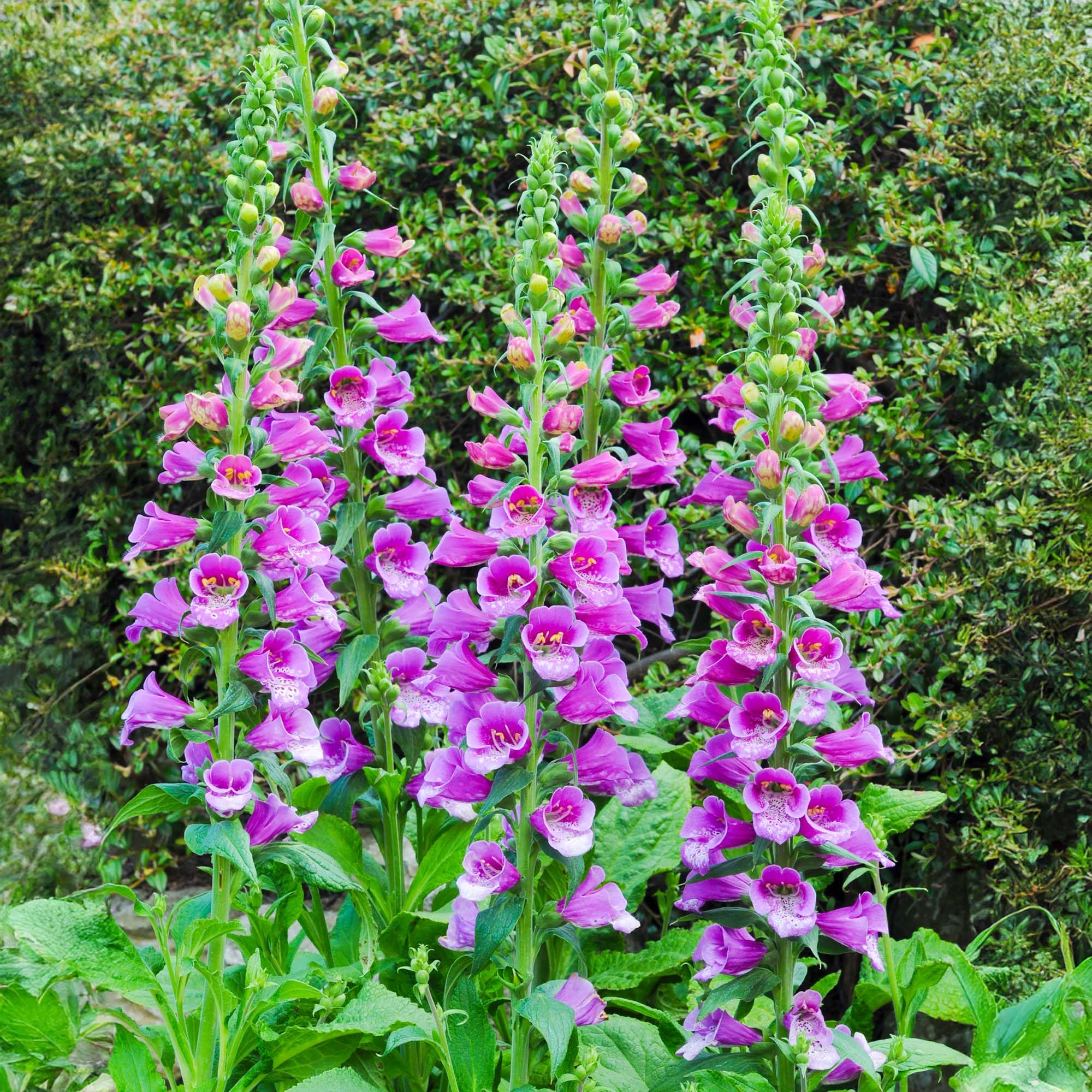Digitalis Purple - Late Spring Flowering Foxglove Plants with Tall Spires of Lilac Flowers Speckled Purple - Cottage Garden Container, Border, and Bedding Plants Garden Ready (9cm Pot, 10-20cm)