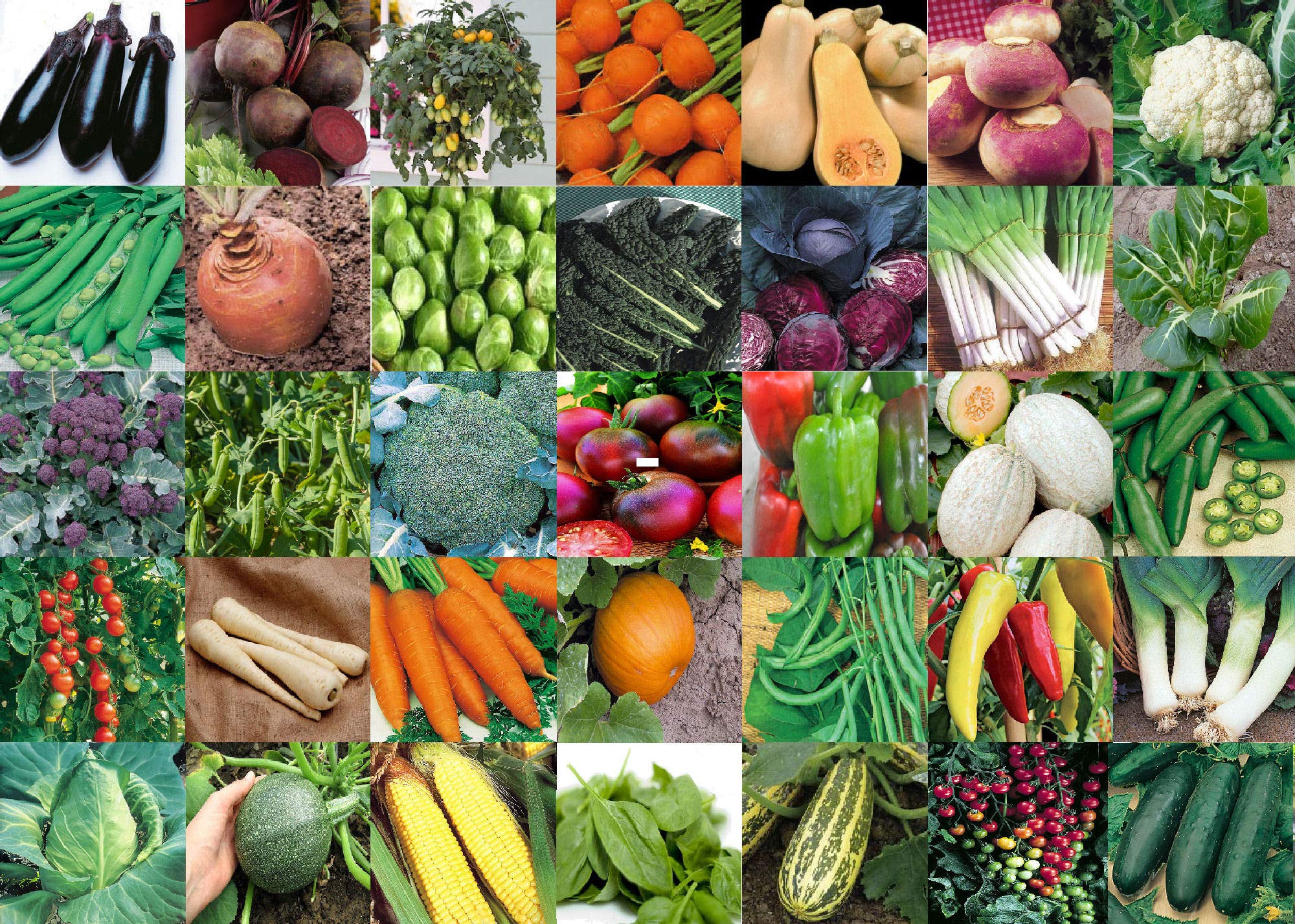Viridis Hortus - 35 Packs of Vegetable Seeds - Tomato, Squash, Swede, Carrot, Sweet/HOT Pepper etc