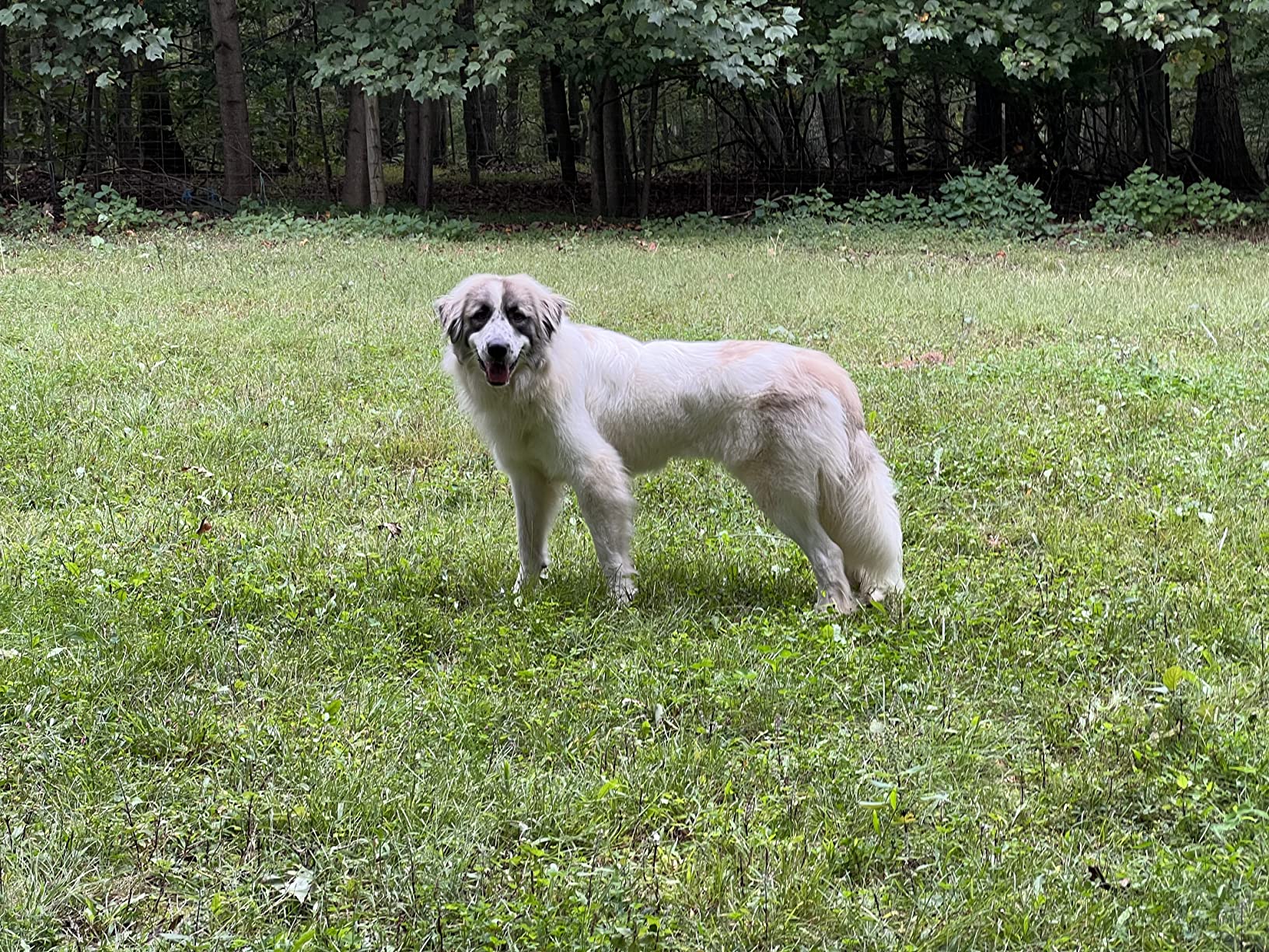 Saved my dog!