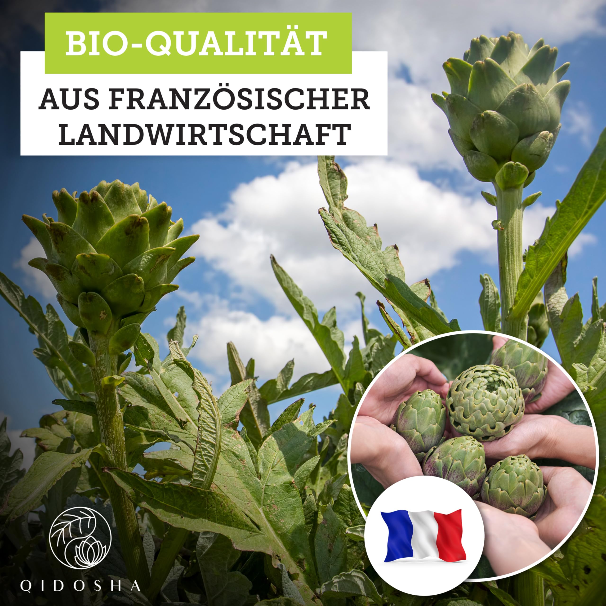 QIDOSHA® Bio Artischocken-Extrakt aus Frankreich, 240 Kapseln im Apothekerglas, 1800mg je Tagesportion, 600mg je Kapsel, mit 2,5% Cynarin, deutsche Fertigung, jede Charge laborgeprüft
