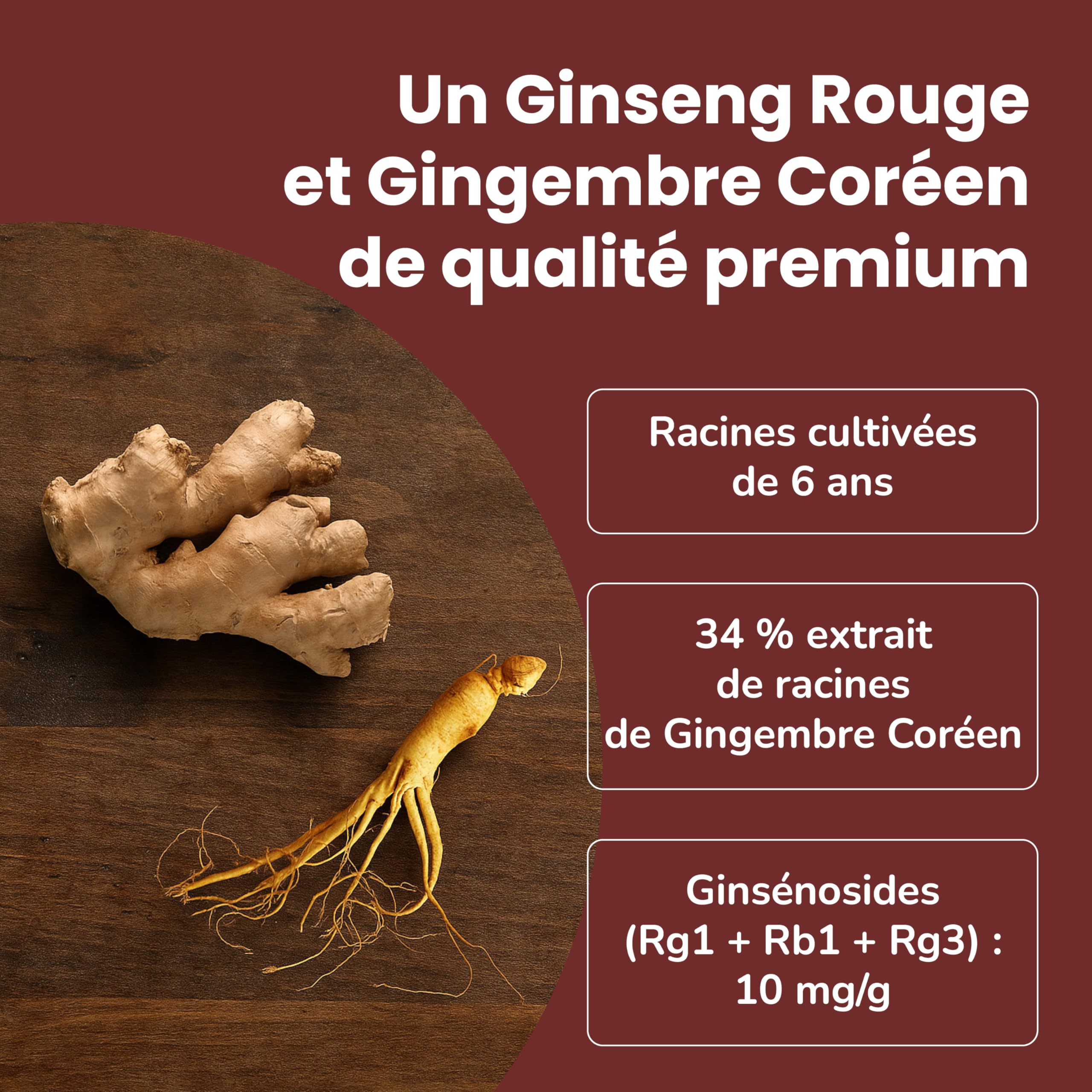 SAMSIDAE - Ginseng Rouge & Gingembre Coréen, Ginseng titré 10 mg/g, Énergie, digestion, immunité, Cuillère incluse,Qualité Supérieure, Cure de 1 mois, 50g
