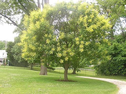 Miniatura 5 de Koelreuteria Paniculata - Árbol de lluvia dorado - Planta viva en una maceta de 3 galones - Hermoso árbol con flores para el patio y el jardín