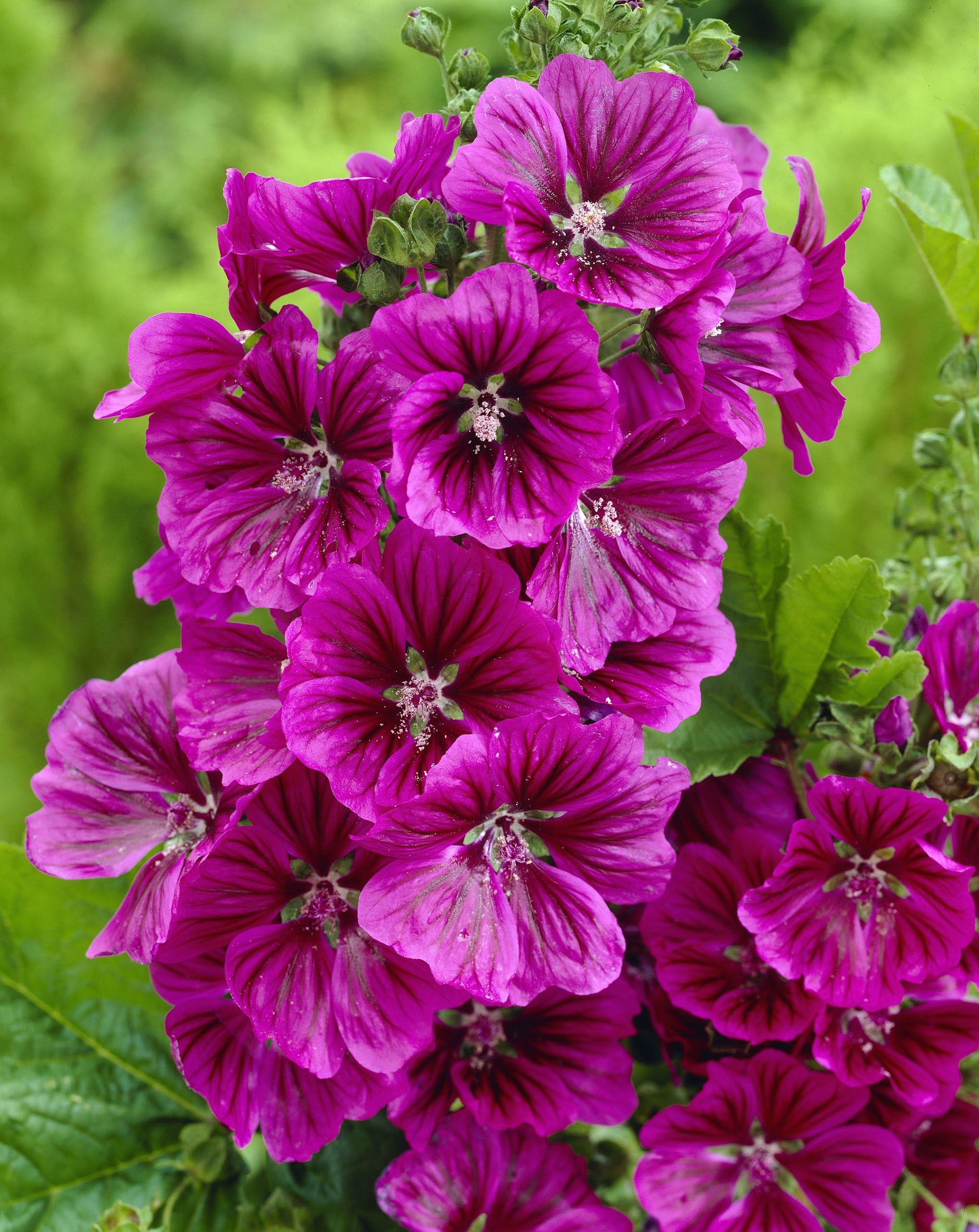 -Bulk- Mystic Merlin MALLOW-Blue/Purple "Malva Sylvestris" 250+Perennial Seeds