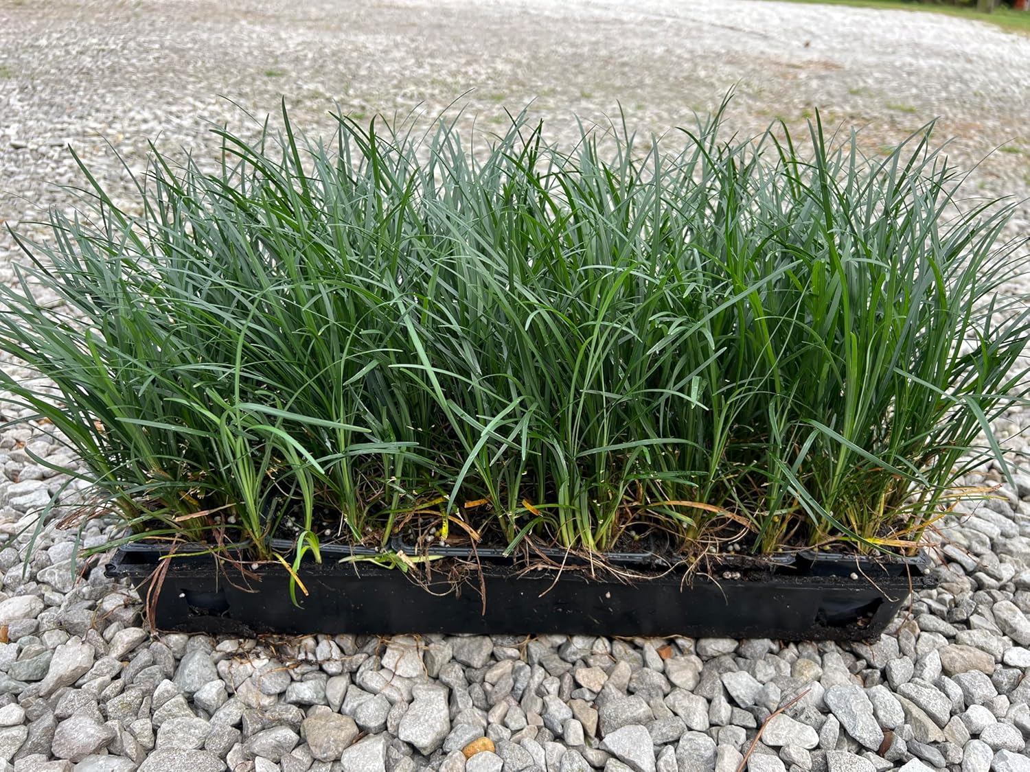 Mondo Liriope Grass 3"/18 Pack Tray (Ophiopogon japonicus) Also Known as Lilyturf, Monkey Grass and Snake's Beard.