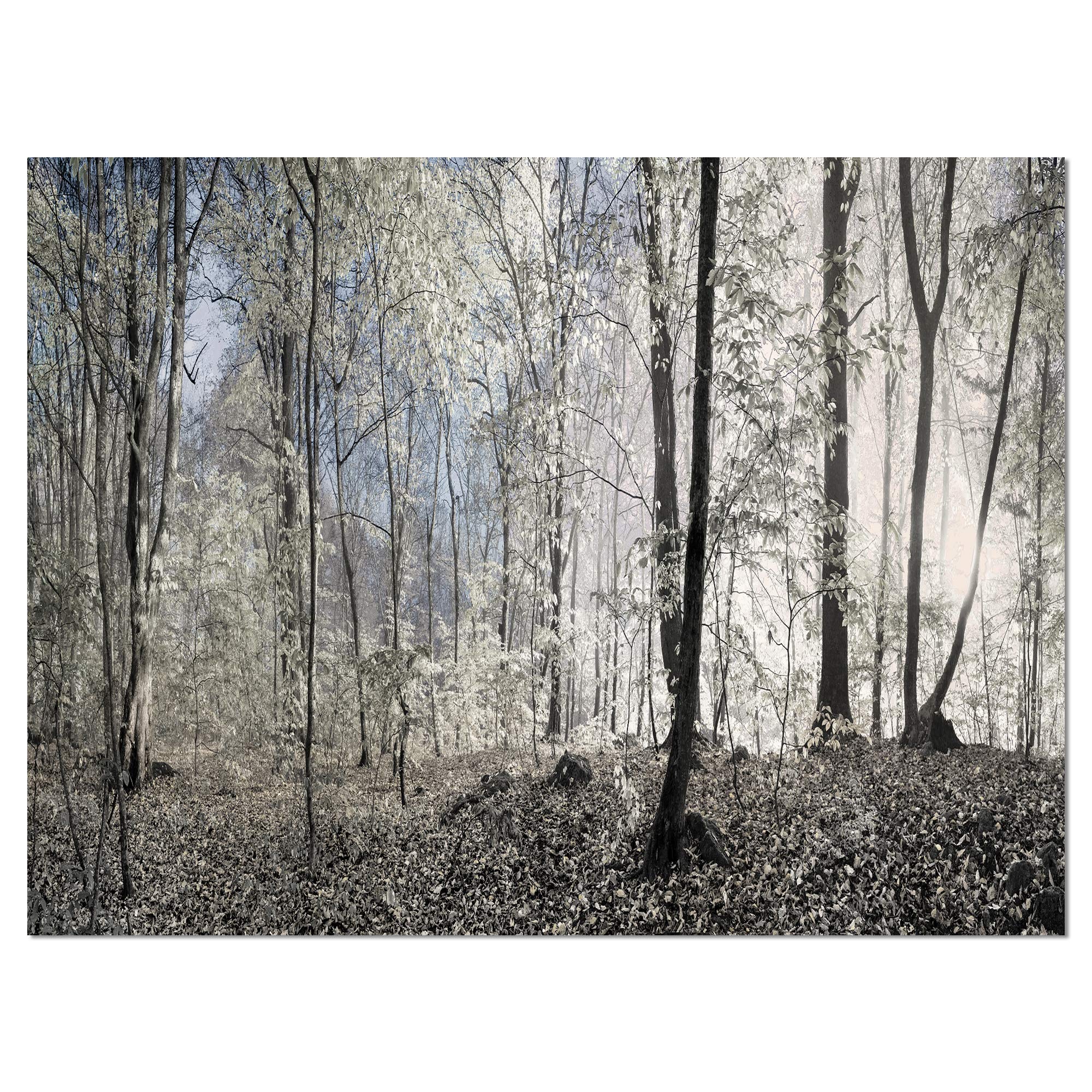 DesignArt Dark Morning in Forest Panorama - Large Landscape Canvas Art Print