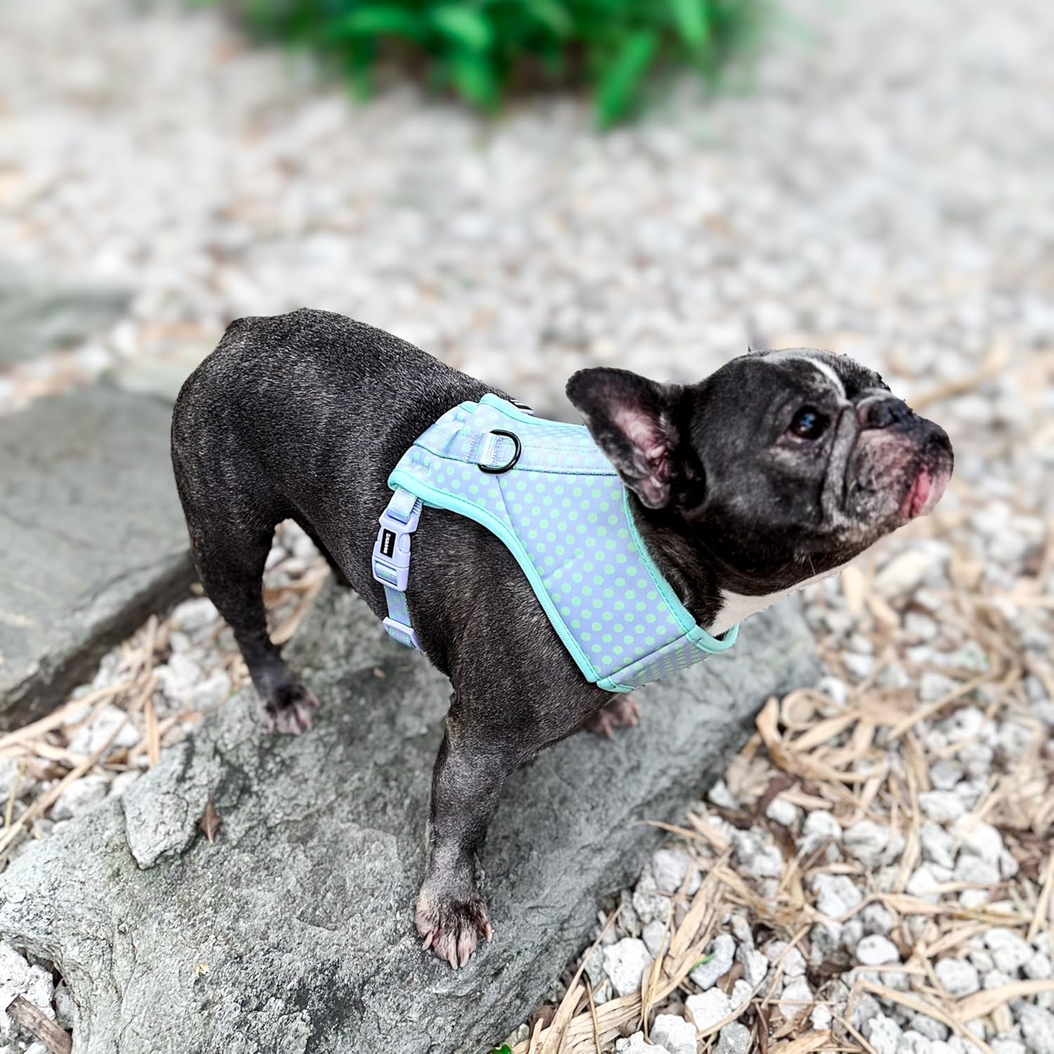 Dog Harness, Neon Green with Hot Pink Leopard Print, Large, Adjustable Vest-Style with D-Ring, Polyester Mesh, for Walking and Training (Small, Polka Dots)