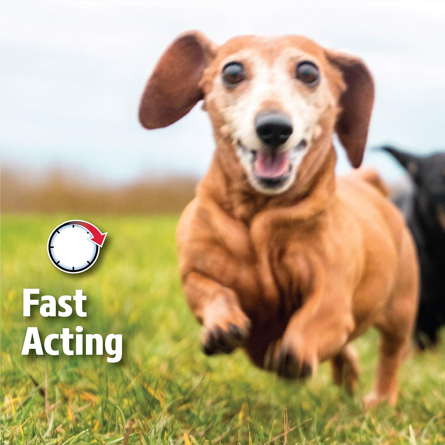 Hartz UltraGuard Dual Action Flea & Tick Topical Dog Treatment and Flea and Tick Prevention, 6 Monthly Treatments,31-60 Pound Dogs : Everything Else