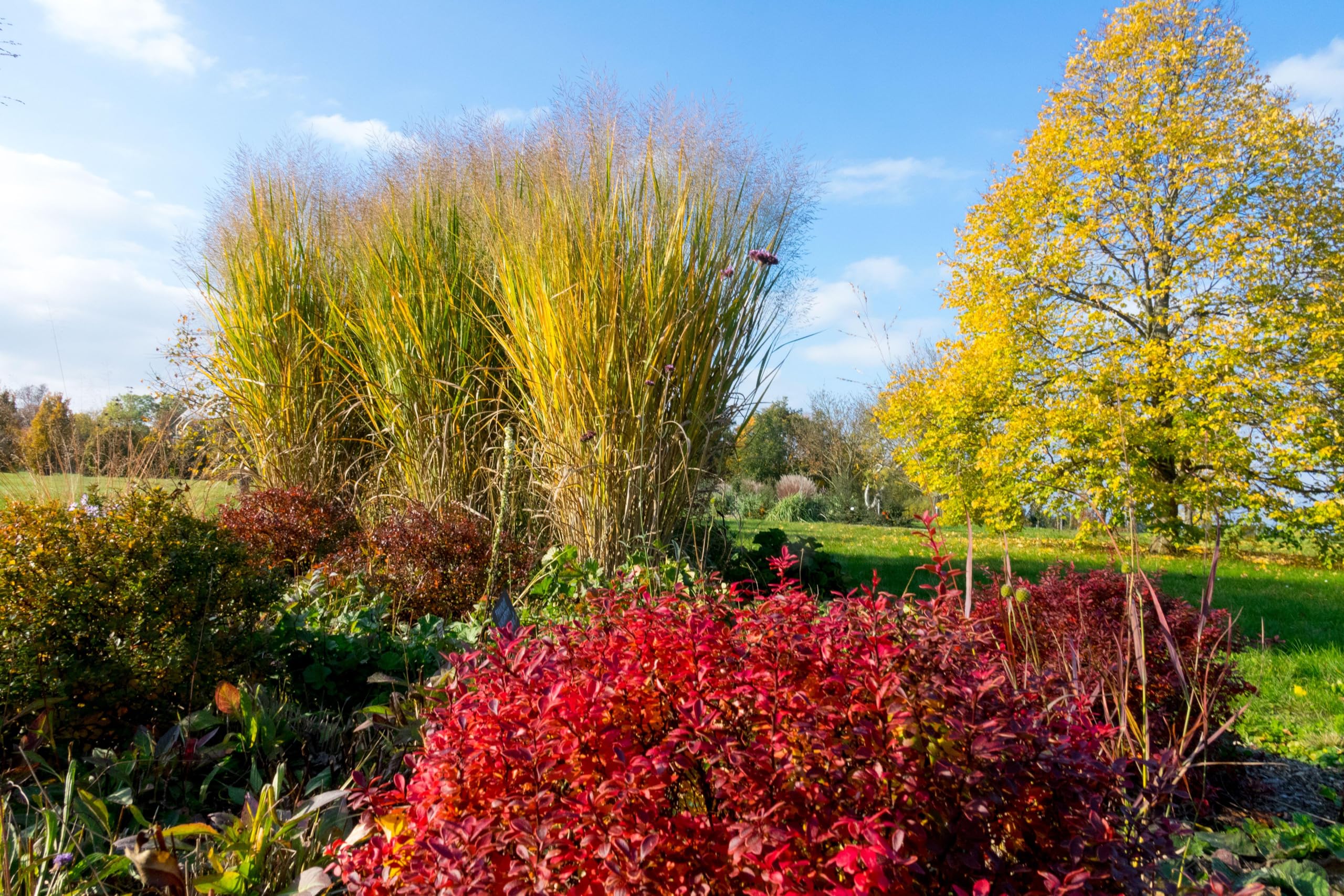 Stauden Gänge 10 x Panicum virgatum 'Thundercloud' Riesen Rutenhirse | Hohes Ziergras für Sonne, Blüte August bis Oktober, mehrjährig, 1 L Topf (11x11 cm)