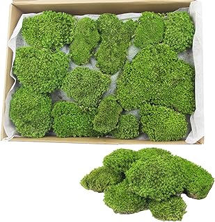 FAICOIA Preserved Moss Bulk Green Natural Preserved Pole Moss Pillow for Potted Plants 2.5 sq.ft Green Moss Balls for Bowls Wall Art Terrariums Crafts Fairy Gardens Easter Table Decor