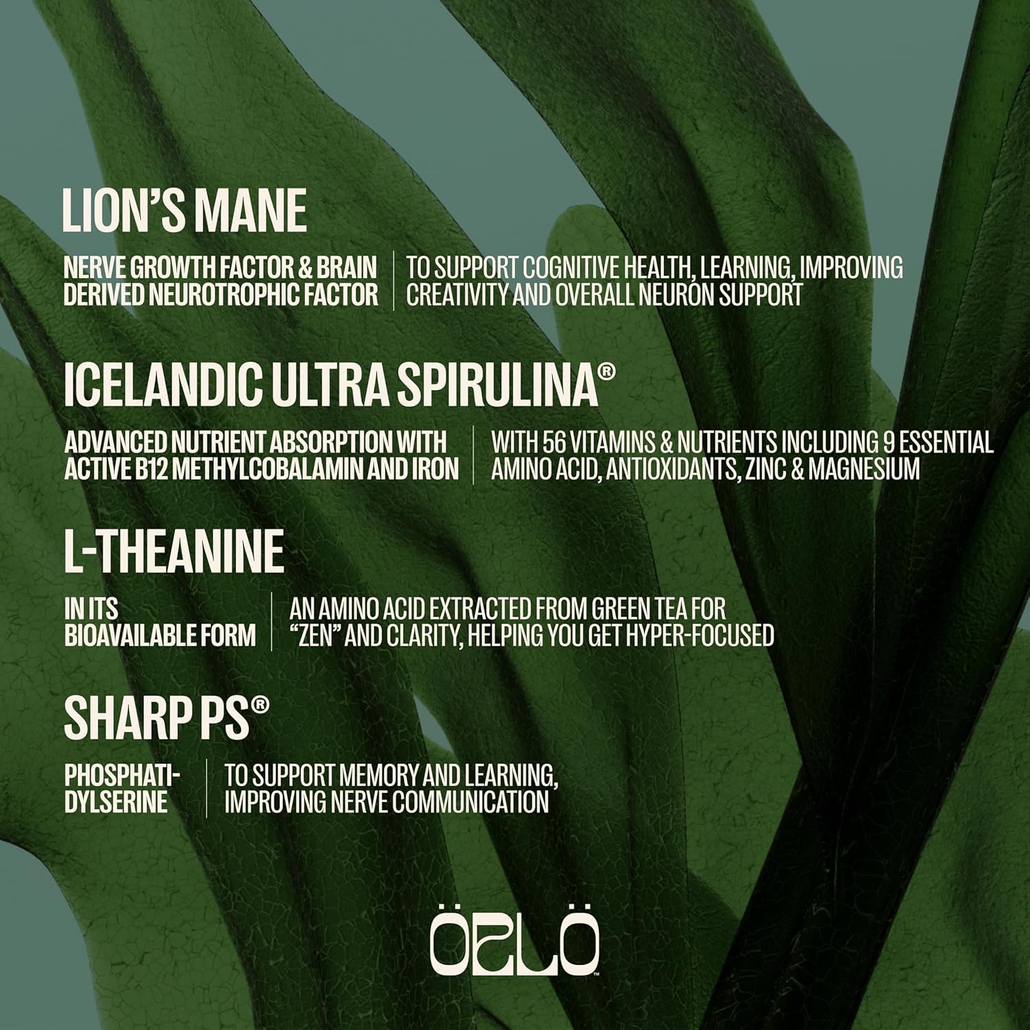 ORLO Focus & Memory Gummies – Brain Health & Cognitive Support for Adults with Lion’s Mane Mushroom, L-Theanine & Phosphatidylserine, Nootropic Supplement for Focus, Clarity & Memory, 60 Vegan Gummies - Image 5