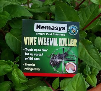Nemasys Biological Vine Weevil Killer 12sqm