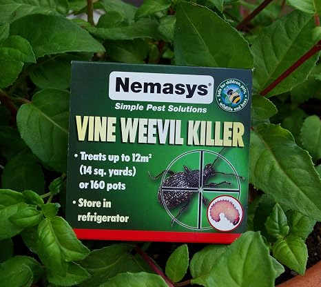 Nemasys Biological Vine Weevil Killer 12sqm