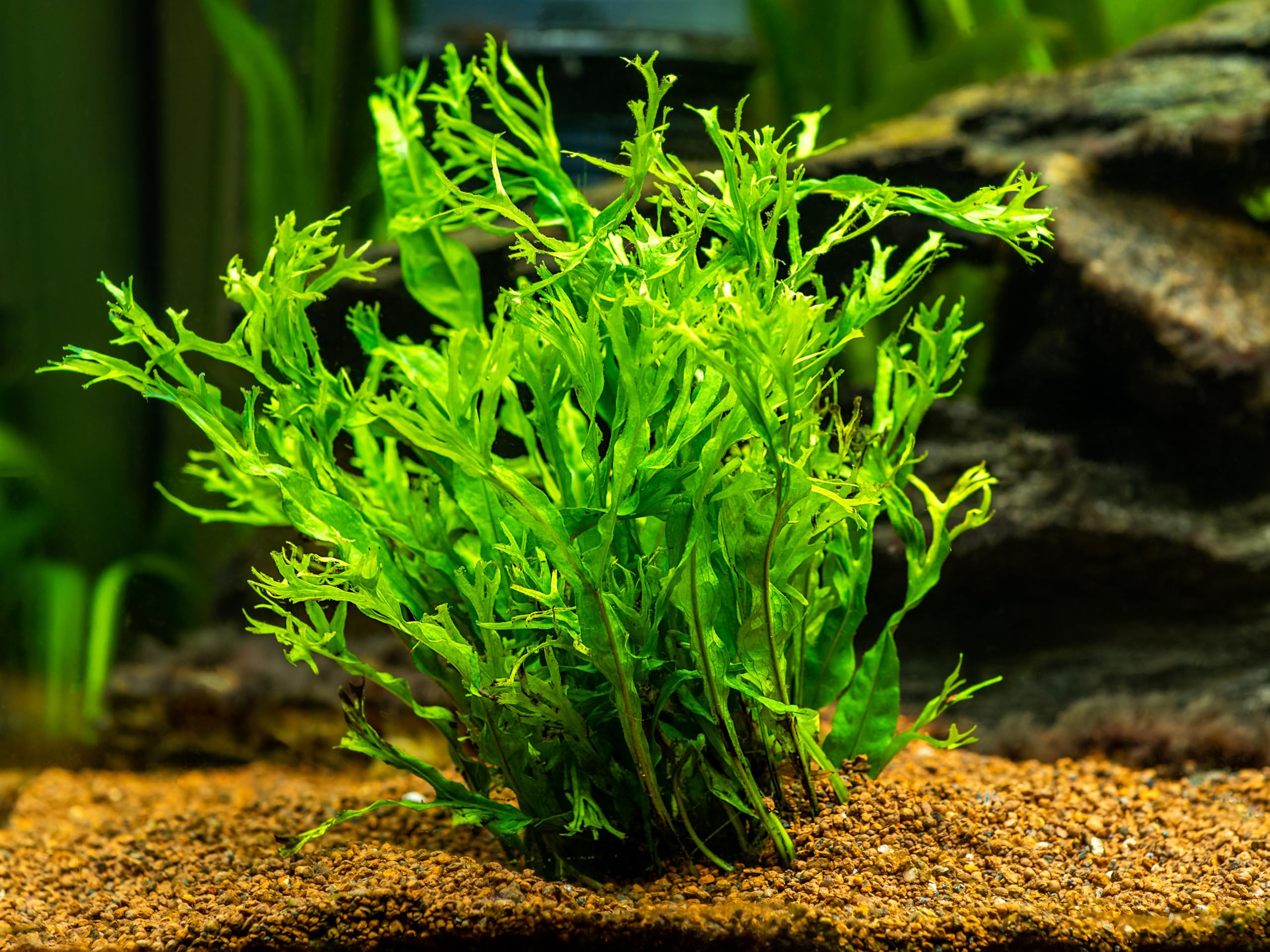 Lincsplants Java Fern Windelov Microsorum Pteropus Windelov Live (3X Loose)