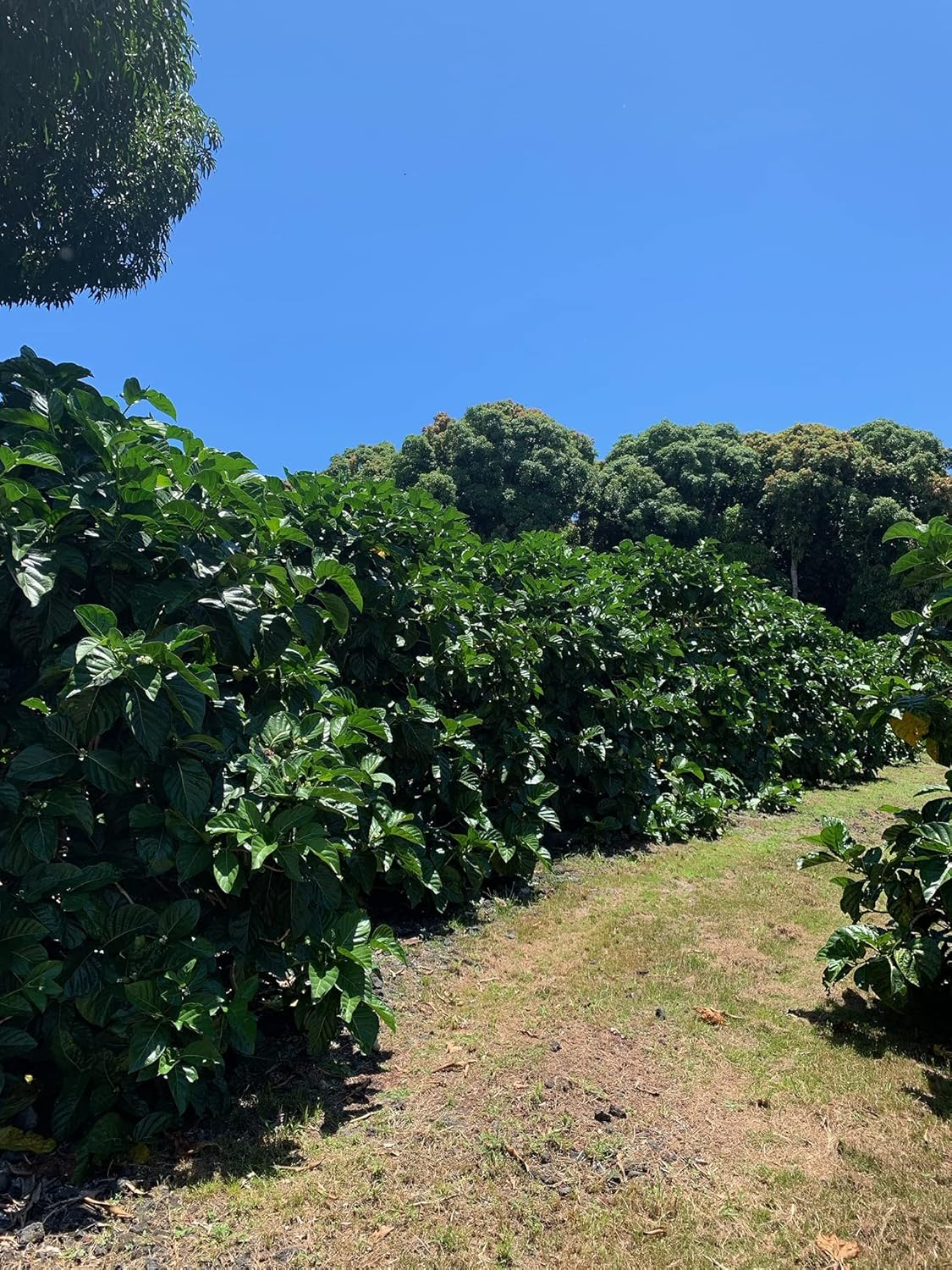 Virgin Noni Juice - 100% Pure Organic Hawaiian Noni Juice - 32oz Glass Bottle