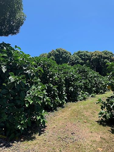 Miniatura 5 de Virgin Noni Juice  100% puro orgánico Hawaiian Noni Juice  32 oz botella de vidrio, 2