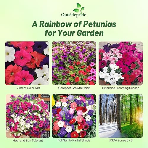 Miniatura 2 de Outsidepride Hybrida Mix Petunia Seeds - 5000 unidades. Semillas de flores anuales, compactas y versátiles para plantar flores vibrantes de bajo