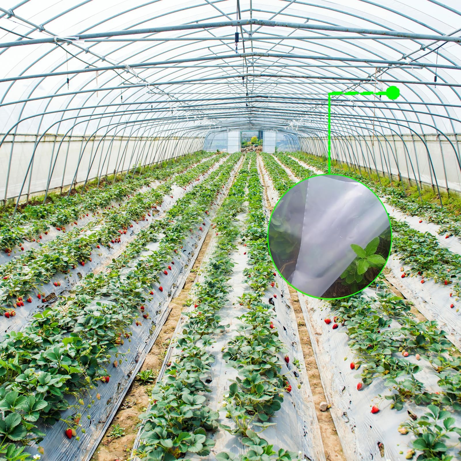 Film Transparente para Invernaderos, Film Transparente 2 x 10 m, Film de Invernadero Resistente al Desgarro, Film Hortícola de Polietileno, Film de Plástico, para Cubrir Verduras y Plantas