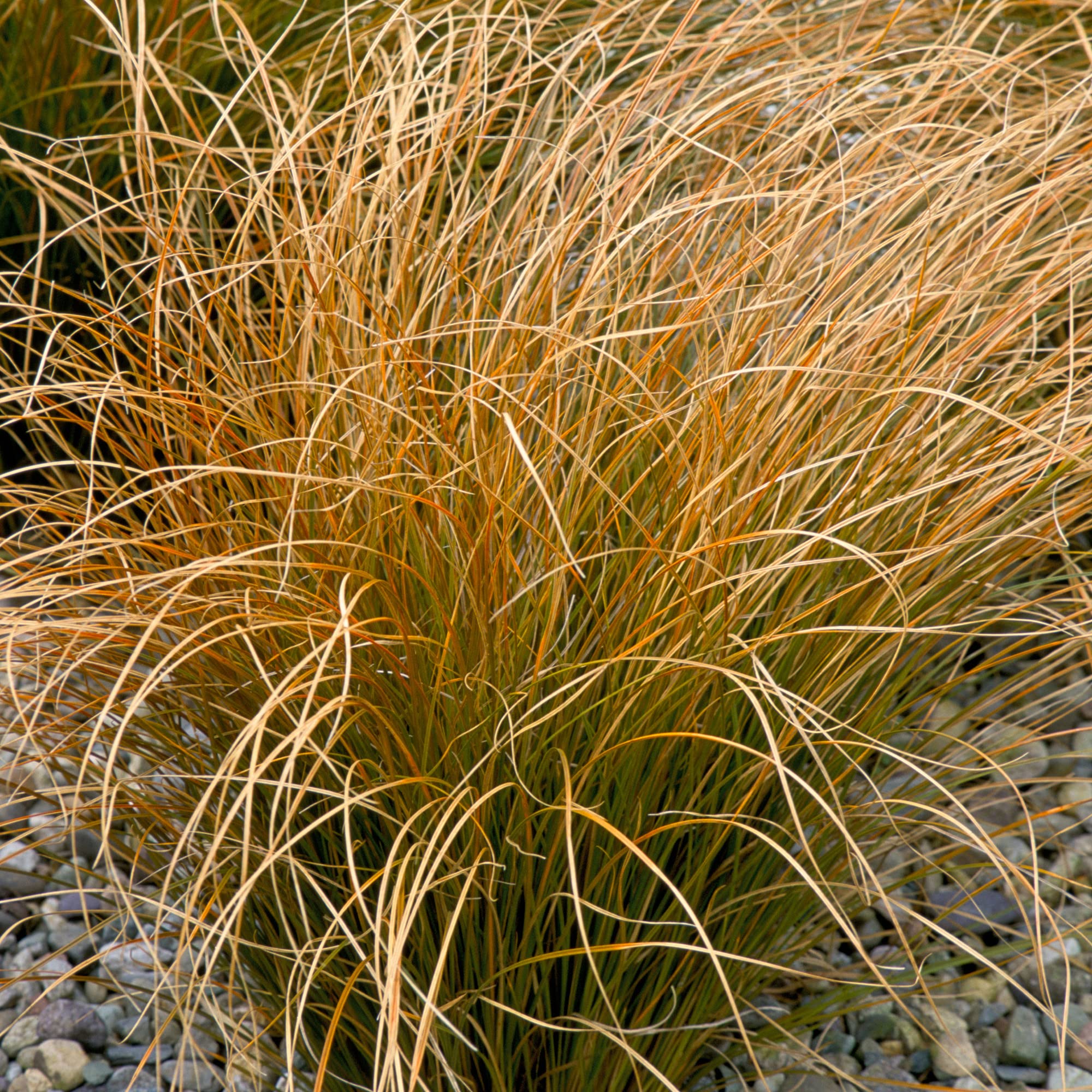 Carex Testacea | Ornamental Grass Plant | Garden Ready Evergreen Orange New Zealand Sedge for Borders Flower Bed and Patio in Pot (15-30cm Incl. Pot)