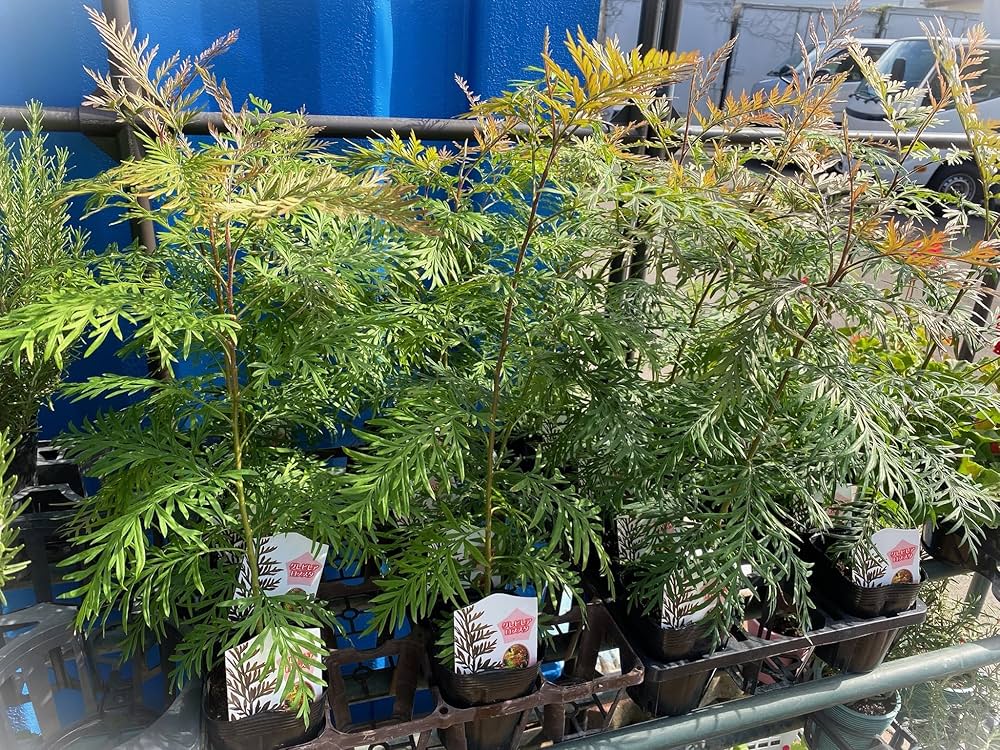 Amazon｜オージープランツ 【グレビレア『ロブスター』3.5号