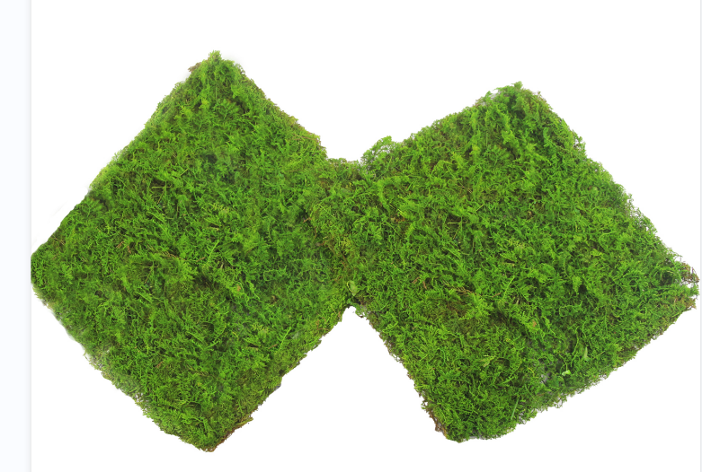Amazon.com: FAICOIA 2 Pcs Preserved Sheet Moss for Potted Plants 2