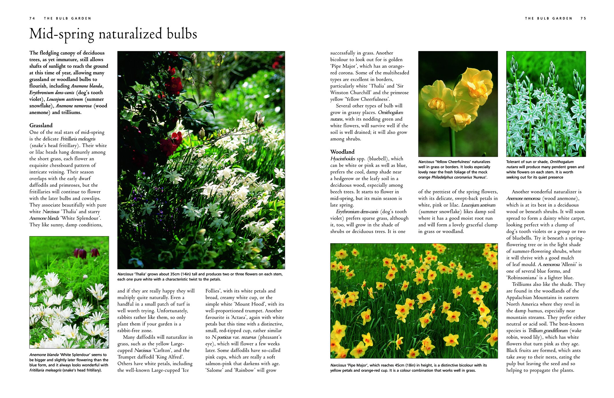 The Gardener's Guide to Bulbs: How to Create a Spectacular Garden Through the Year with Bulbs, Corns, Tubers and Rhizomes; An Illustrated Directory o