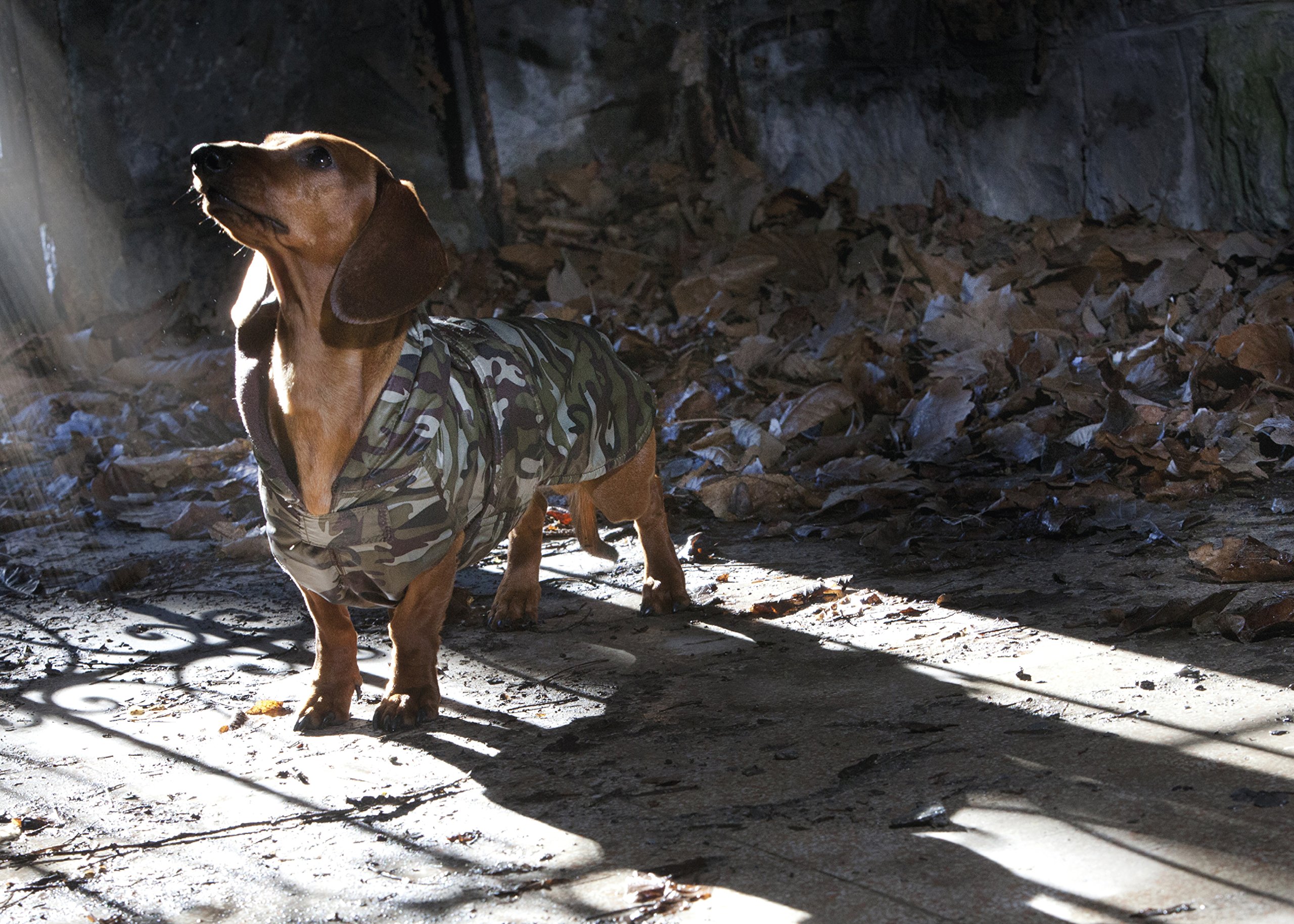 CROCI C7274459 Jacket for Dogs Specific Fitting for Dachshunds And Basset Hound 34 cm, Padded - Image 2