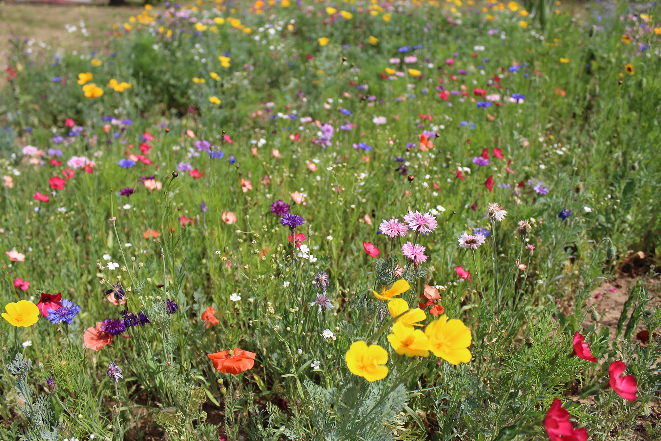 Blumenwiese LaFleur Chrono Der Allrounder Bienenwiese/Insektenwiese einjährige Blühmischung schnelle Blüte für ca. 75m², 300 Gramm