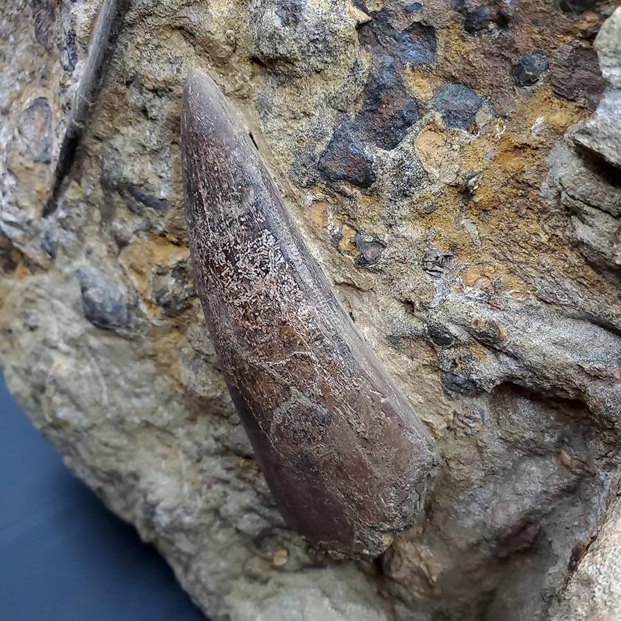 ティラノサウルス 歯 牙 化石 鑑定書付き 母岩付き 恐竜 アンティーク 楽天市場】【送料無料】【ティラノサウルス/t-rex/歯/化石/恐竜