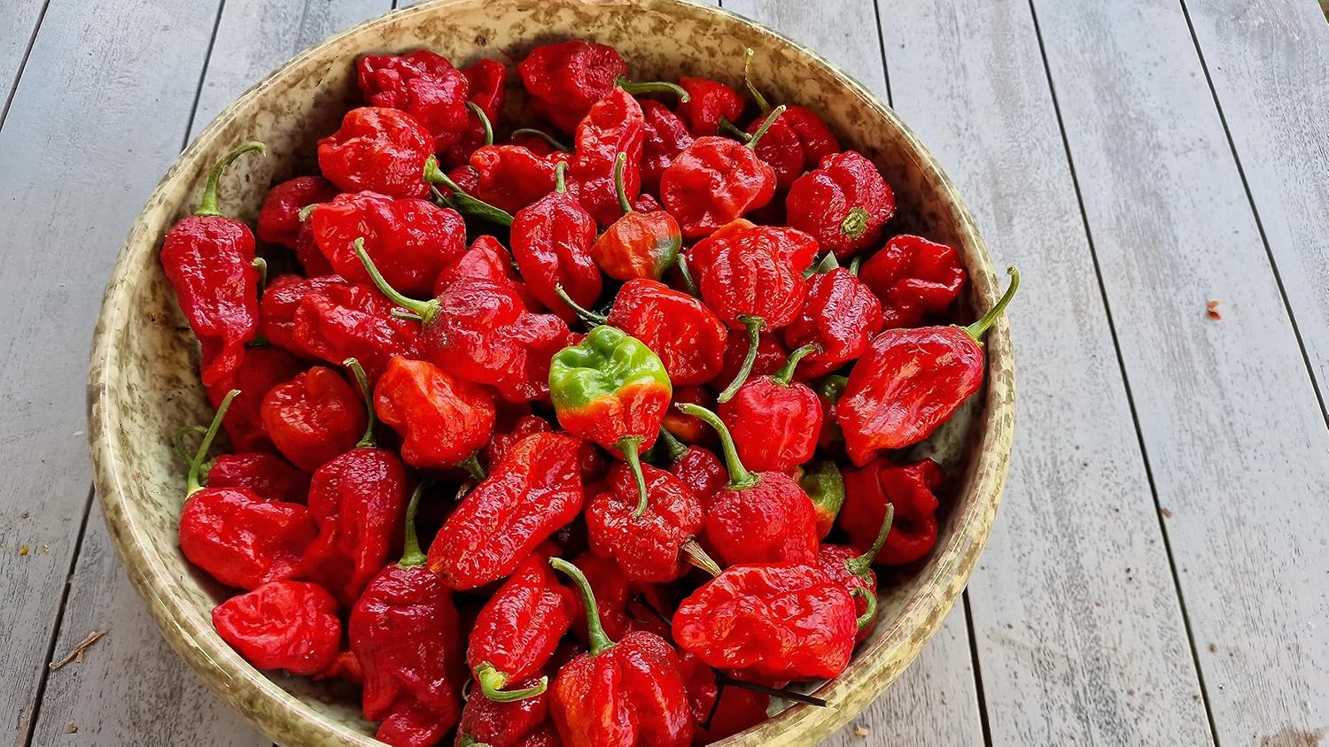 Armageddon Chilli Seeds Armageddon Pepper Seeds Amazon.co.uk Garden