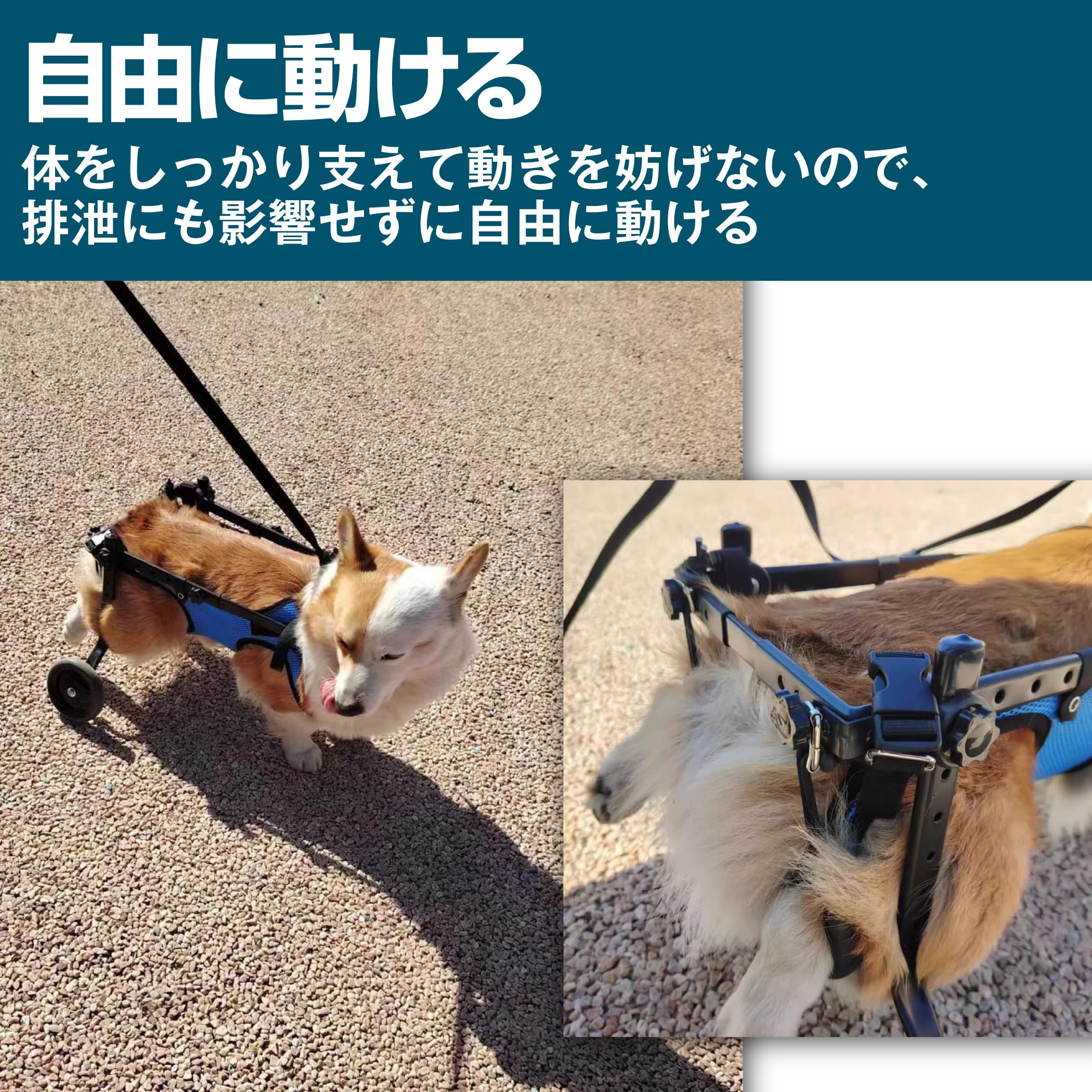 Amazon | EdisonBrain 犬の歩行器 犬用車椅子 ペット 散歩 サポート