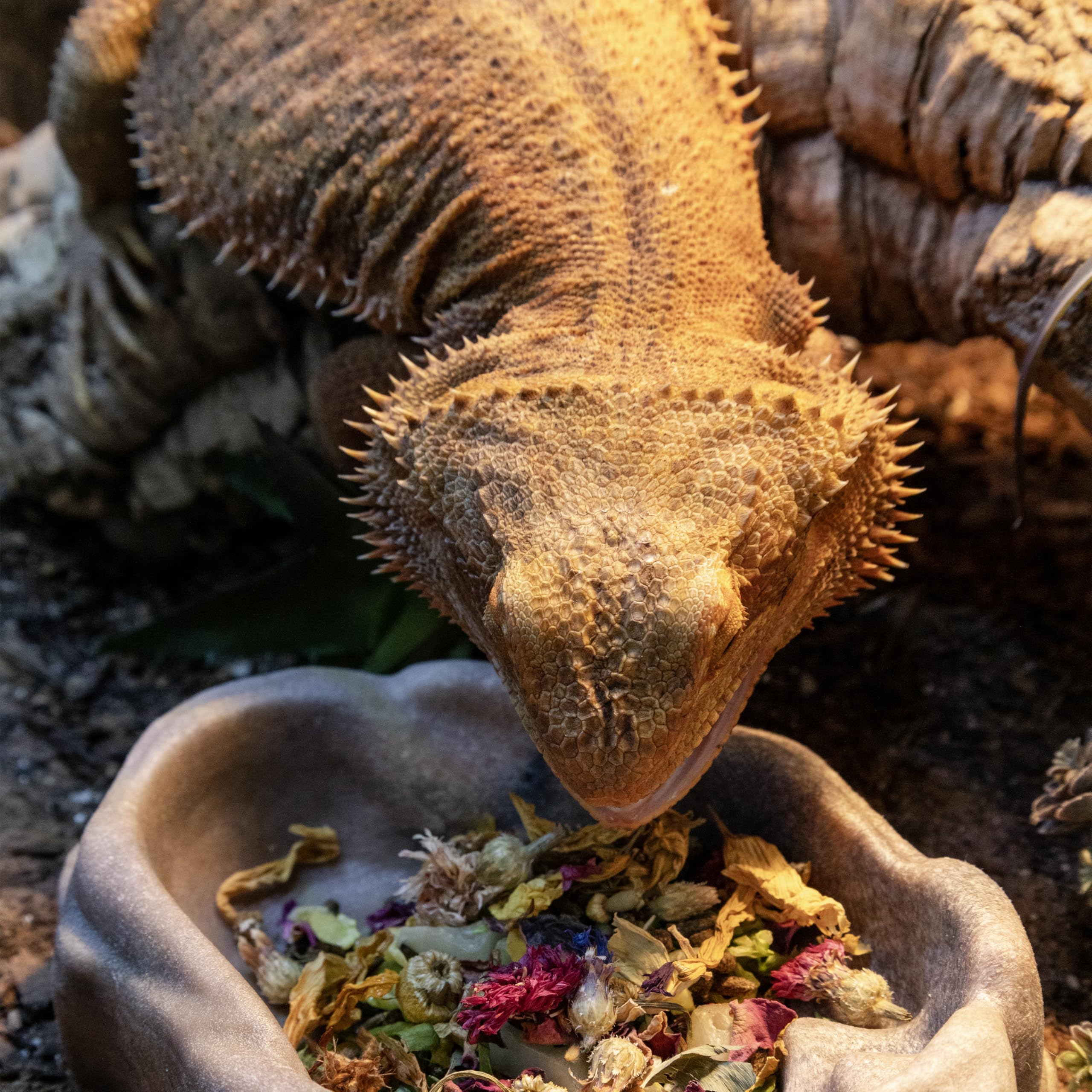 Zoo Med Flower Food Topper for Lizards 1.4 Ounce - 10 Pack